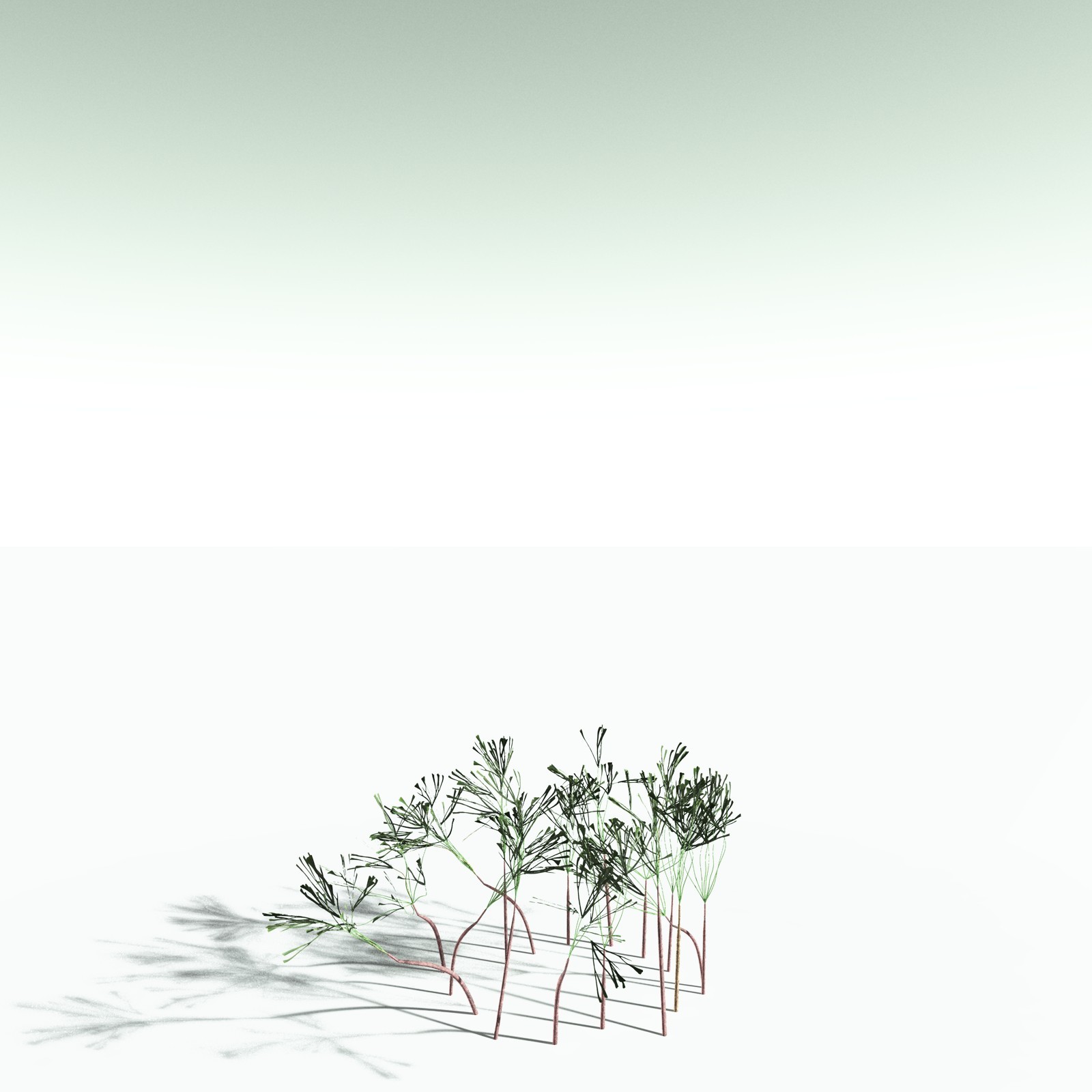 EVERYPlant Baiera Gracilis for Poser by N/A