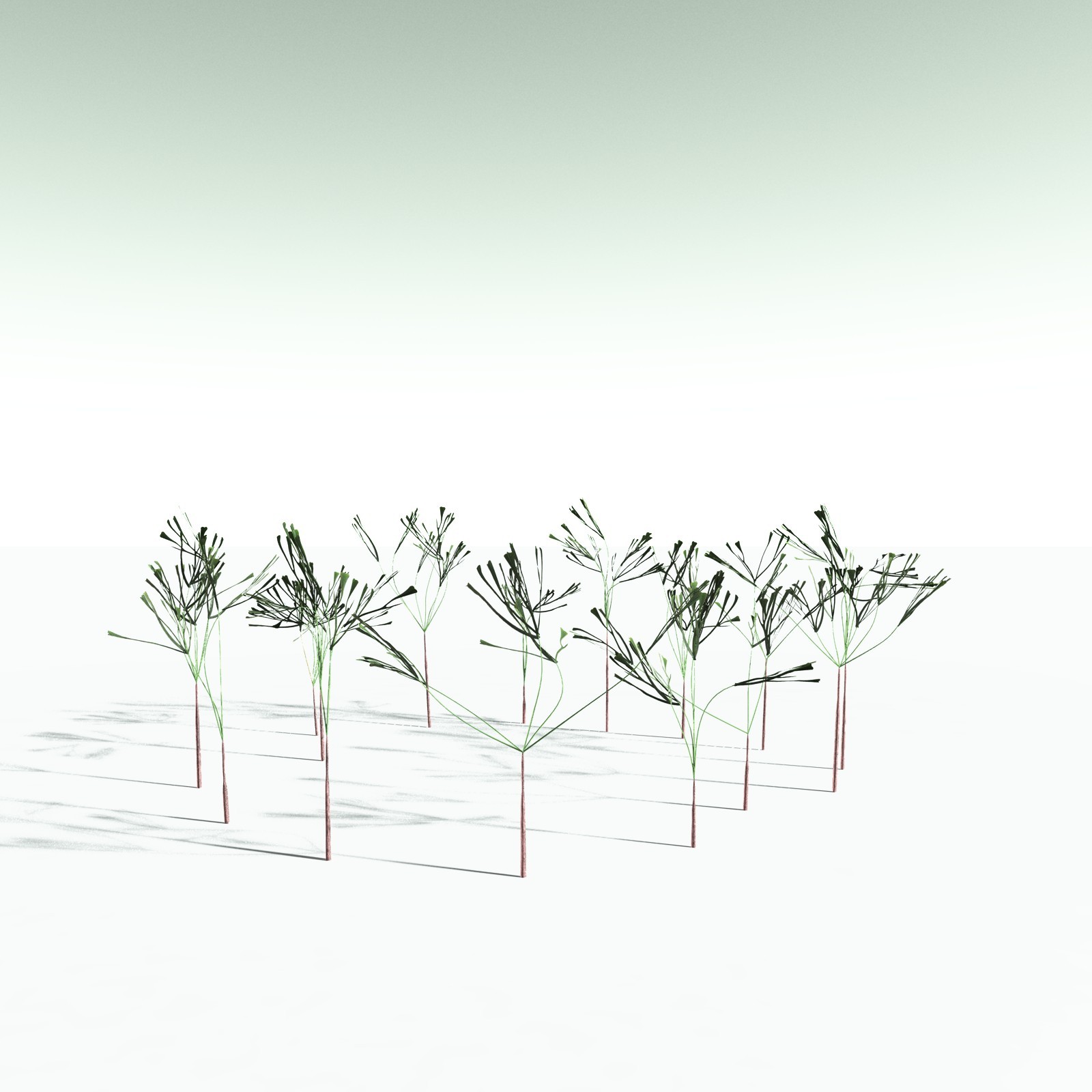 EVERYPlant Baiera Gracilis for Poser by N/A