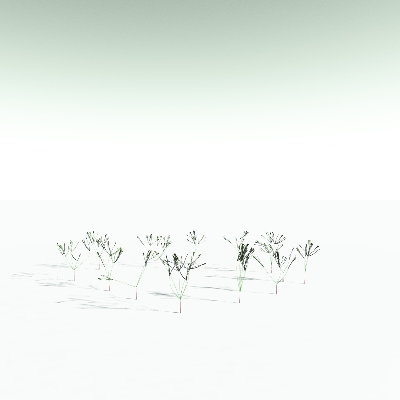 EVERYPlant Baiera Gracilis for Poser by N/A