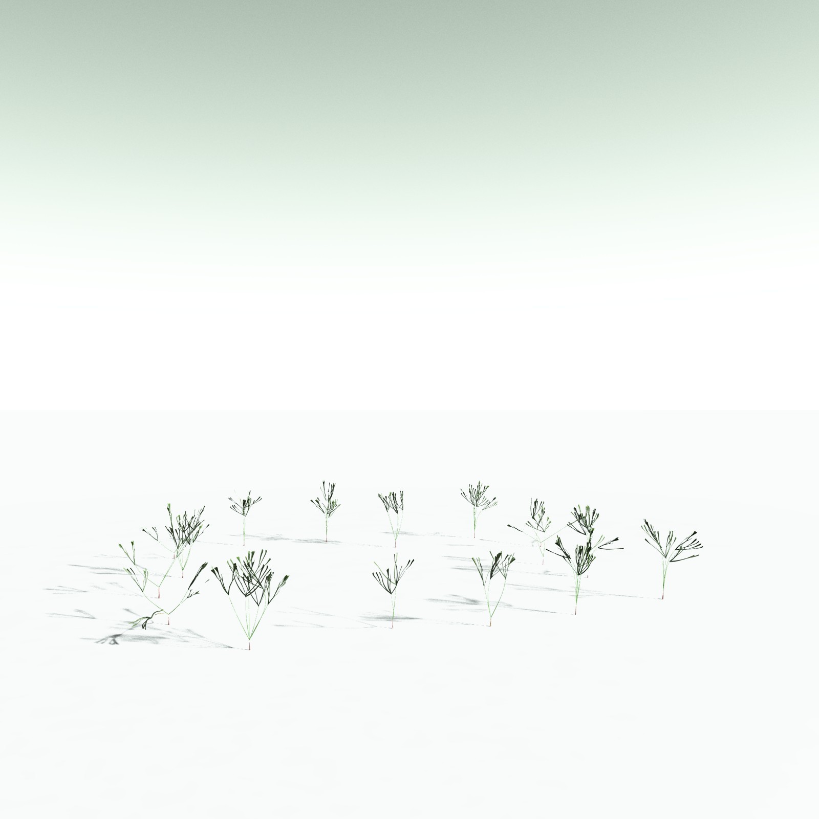 EVERYPlant Baiera Gracilis for Poser by N/A