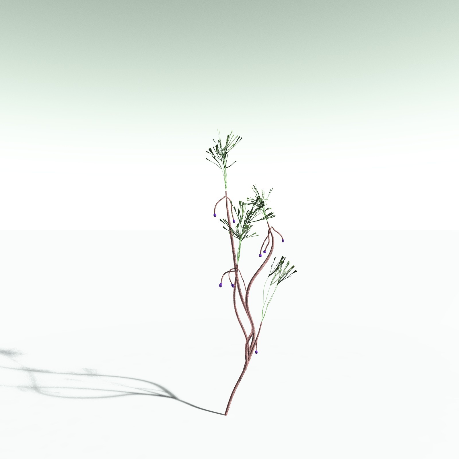EVERYPlant Baiera Gracilis for Poser by N/A