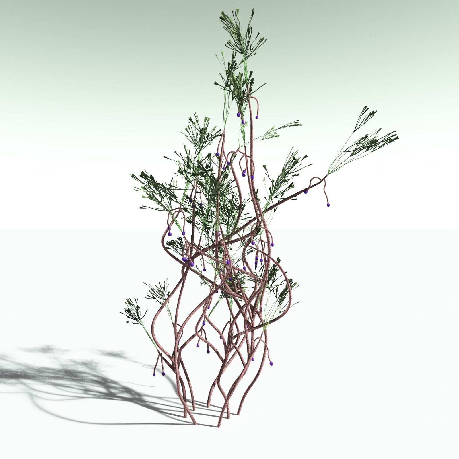 EVERYPlant Baiera Gracilis for Poser by N/A