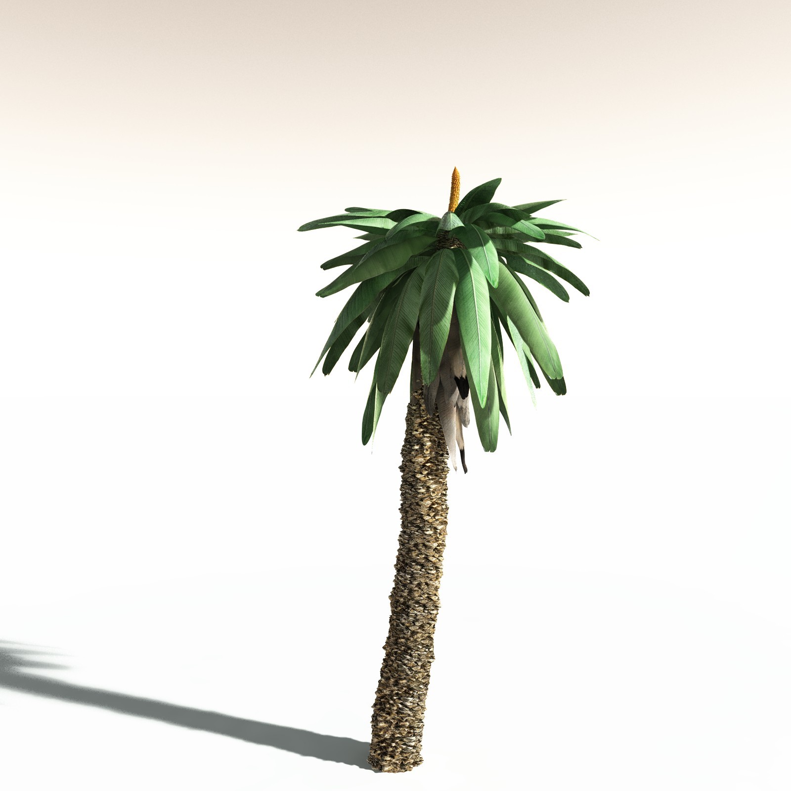 EVERYPlant Bjuvia Simplex for Daz by N/A