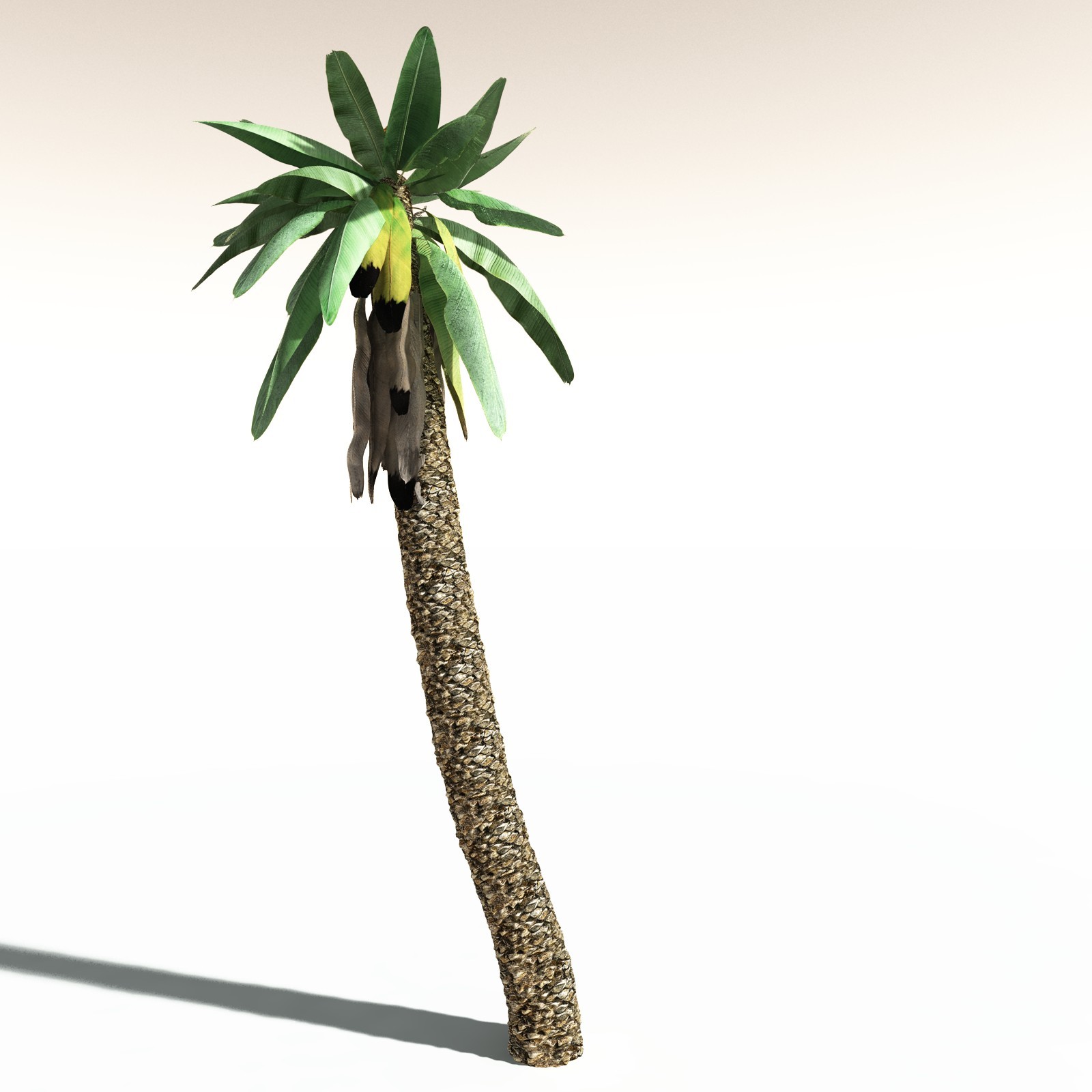 EVERYPlant Bjuvia Simplex for Daz by N/A