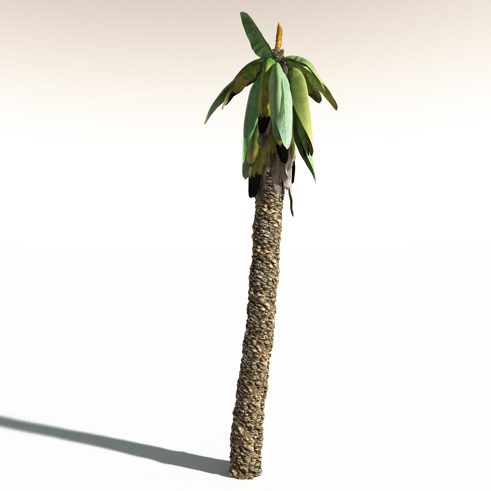 EVERYPlant Bjuvia Simplex for Daz by N/A
