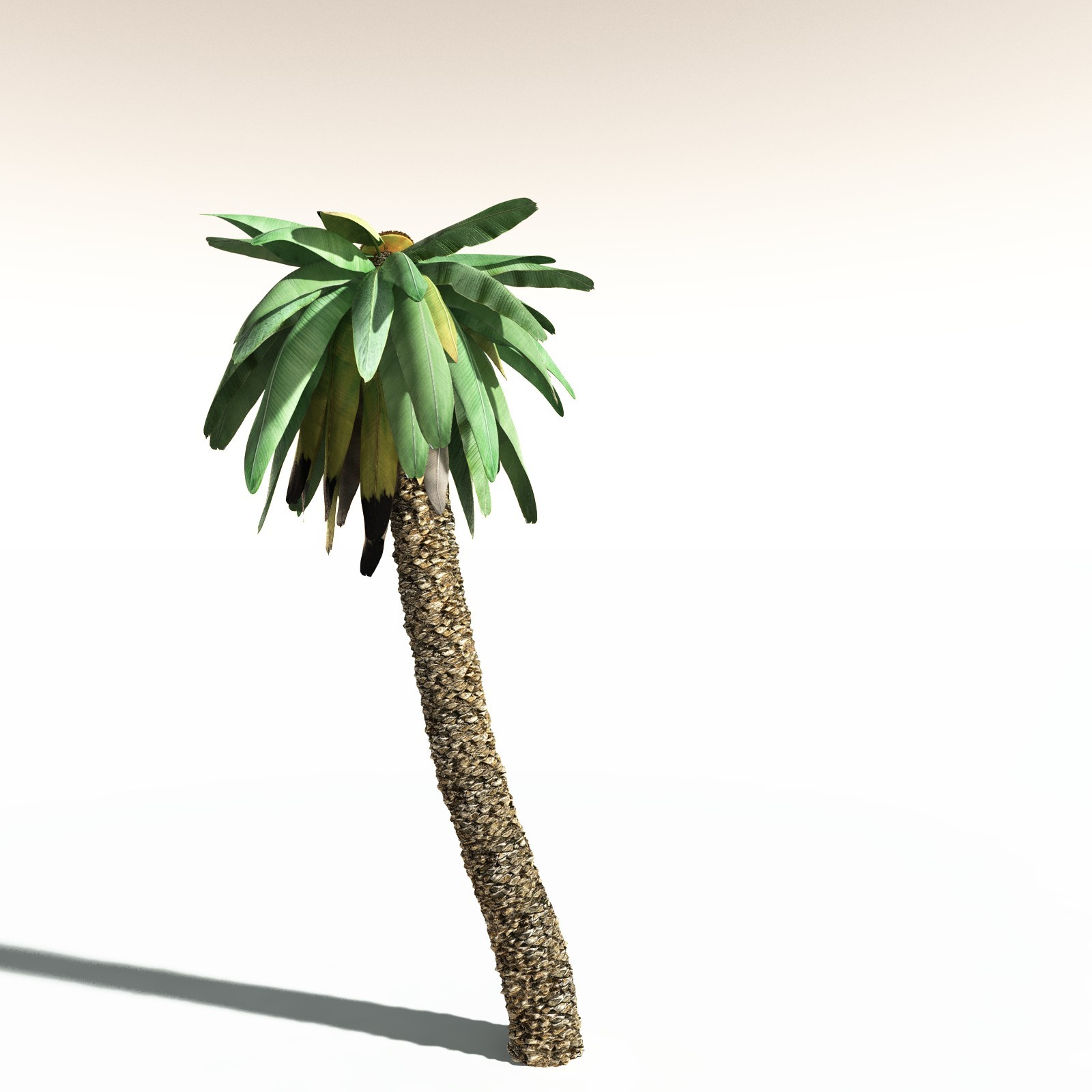 EVERYPlant Bjuvia Simplex for Daz by N/A