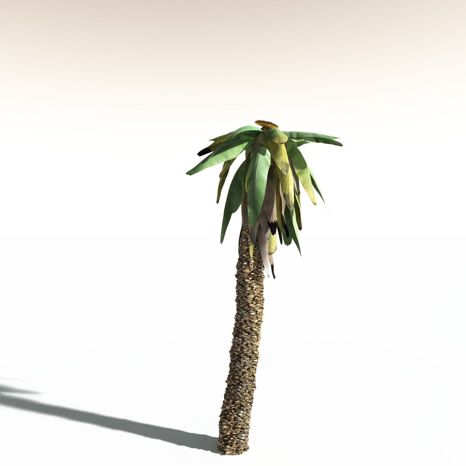 EVERYPlant Bjuvia Simplex for Daz by N/A