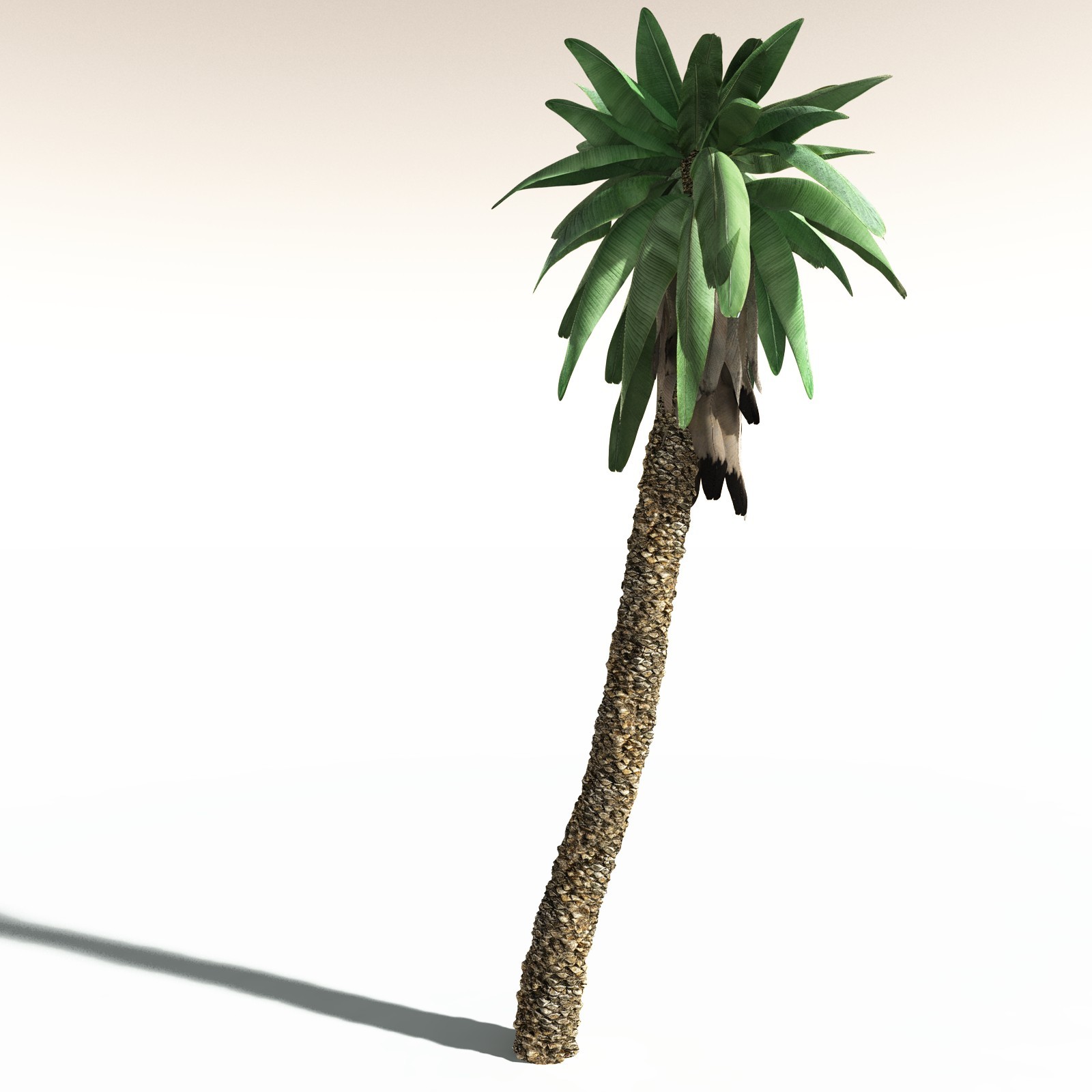 EVERYPlant Bjuvia Simplex for Daz by N/A