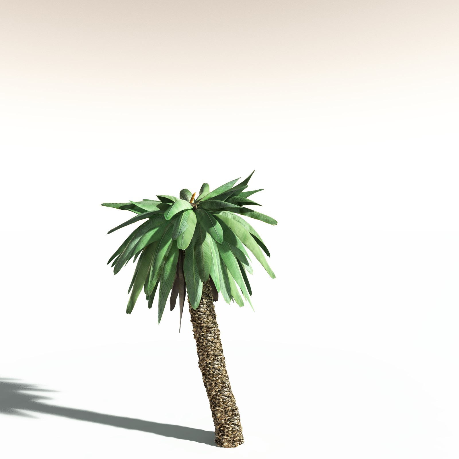 EVERYPlant Bjuvia Simplex for Daz by N/A