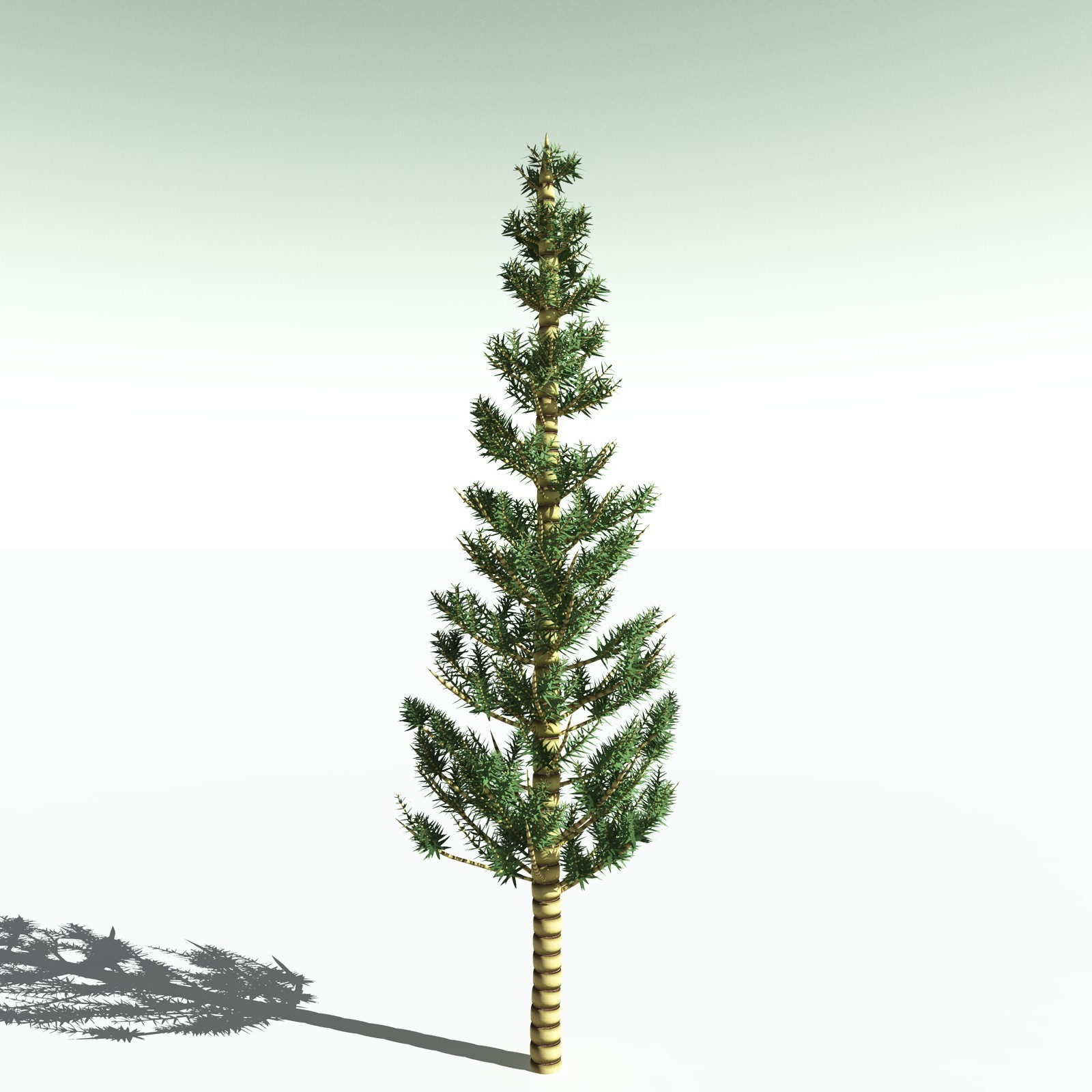 EVERYPlant Arthropitys Bistrata for Poser by N/A