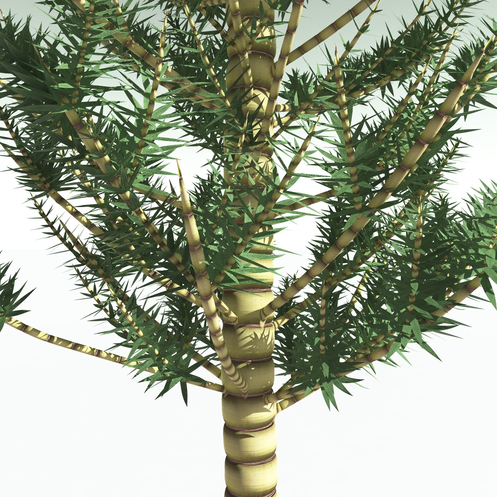 EVERYPlant Arthropitys Bistrata for Poser by N/A
