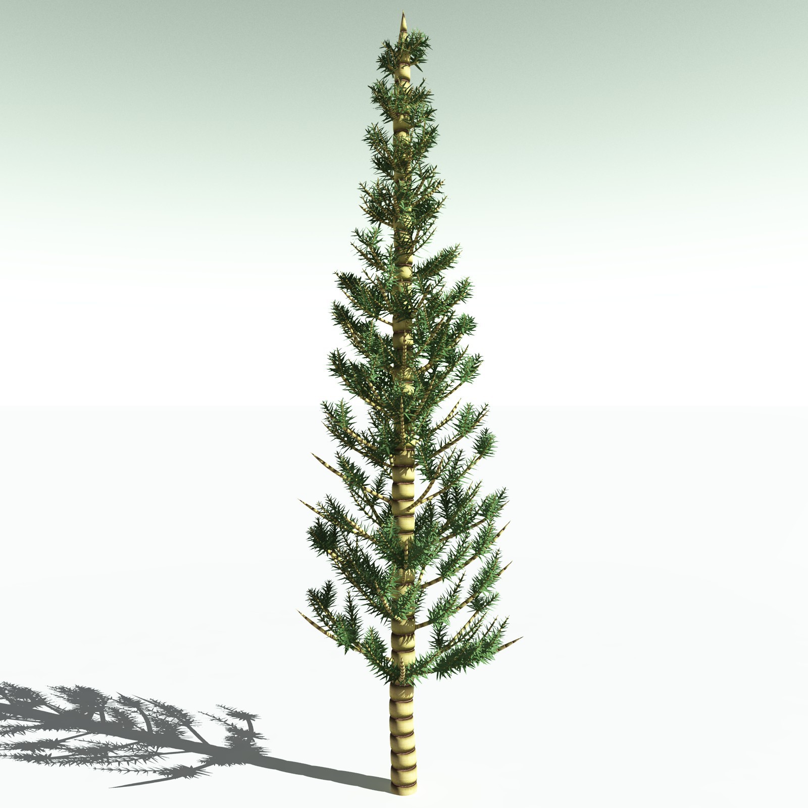 EVERYPlant Arthropitys Bistrata for Poser by N/A