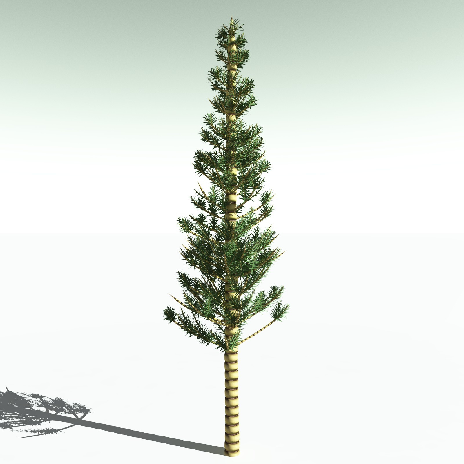 EVERYPlant Arthropitys Bistrata for Poser by N/A