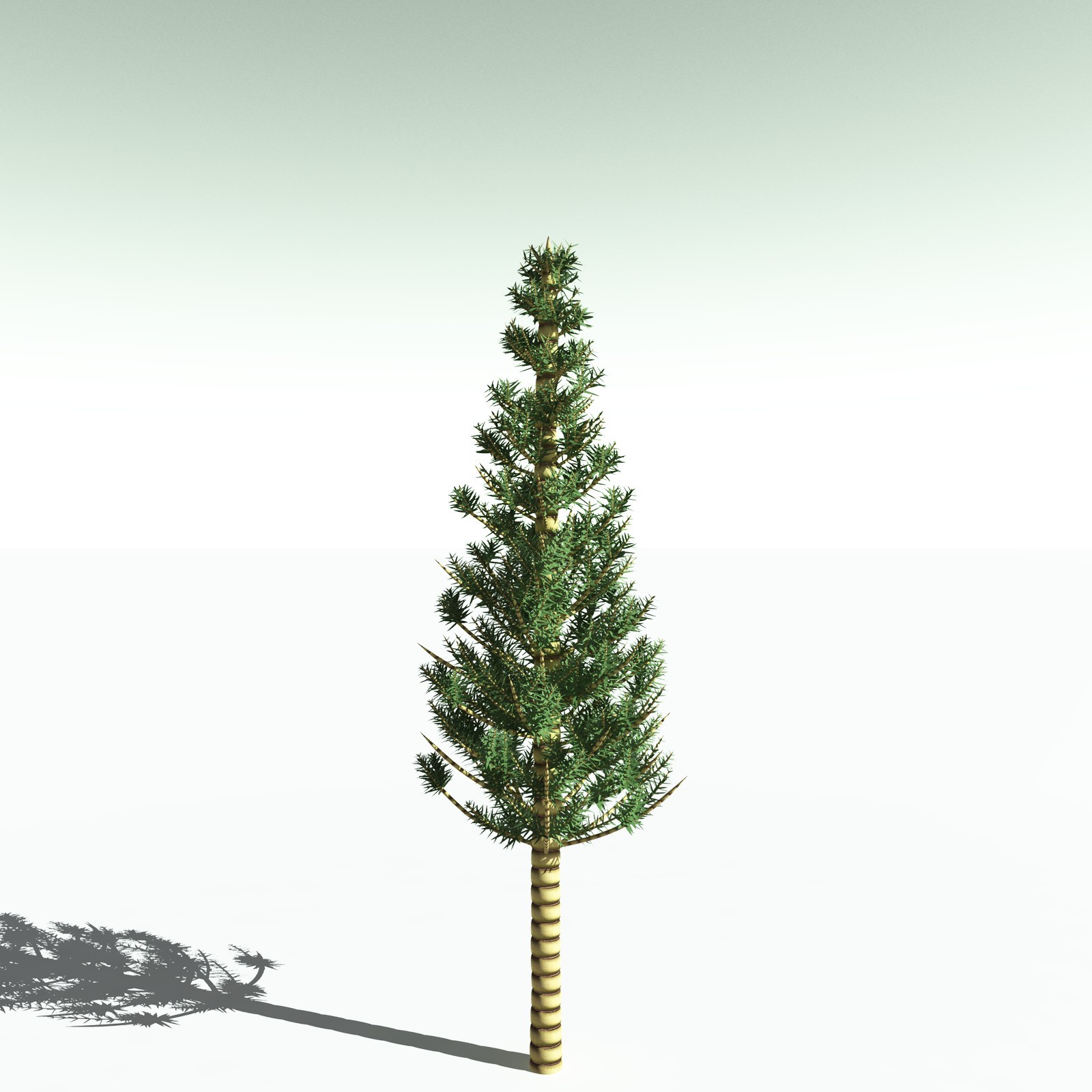EVERYPlant Arthropitys Bistrata for Poser by N/A