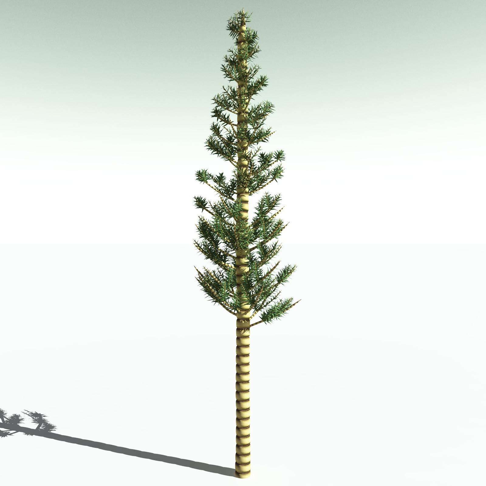 EVERYPlant Arthropitys Bistrata for Poser by N/A