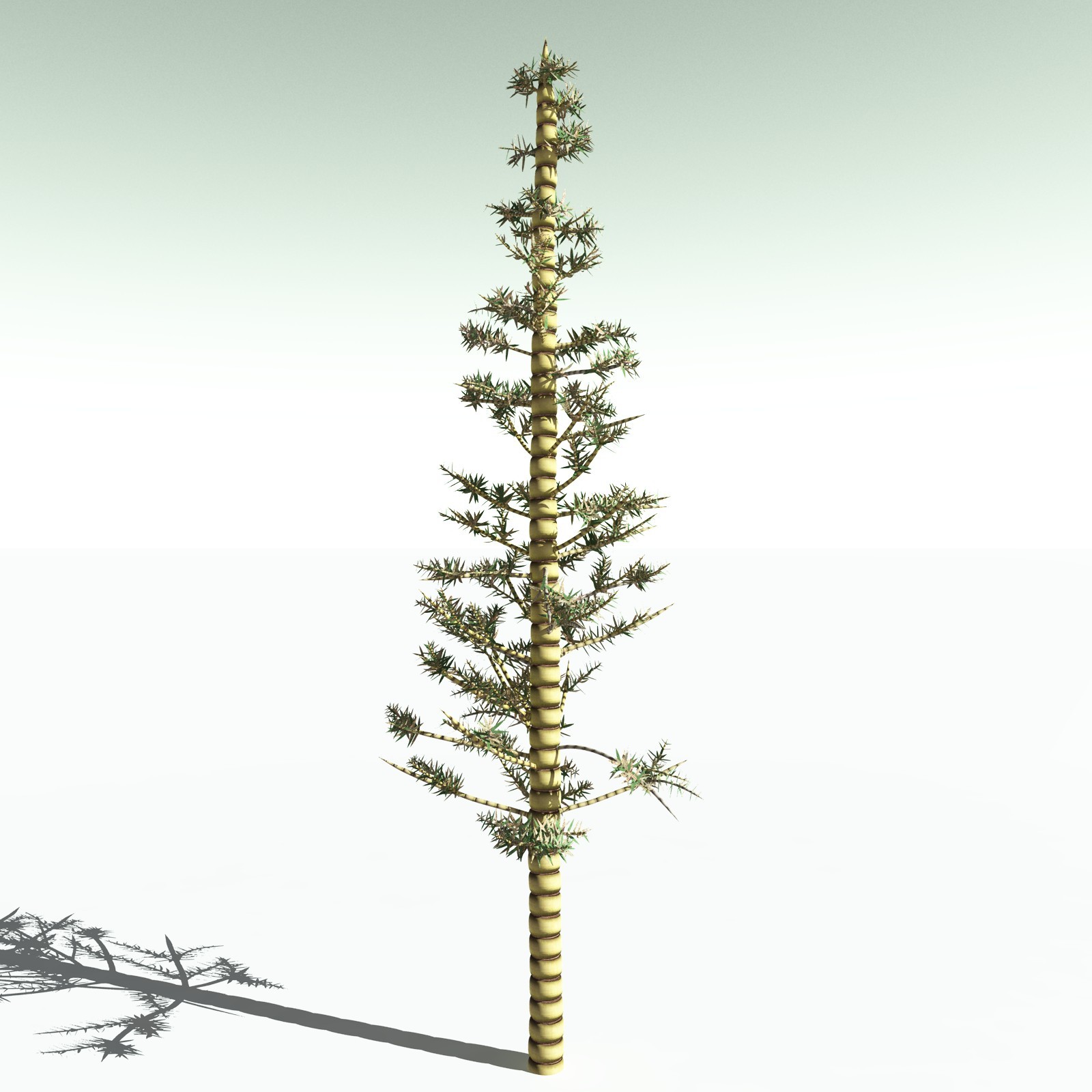 EVERYPlant Arthropitys Bistrata for Poser by N/A