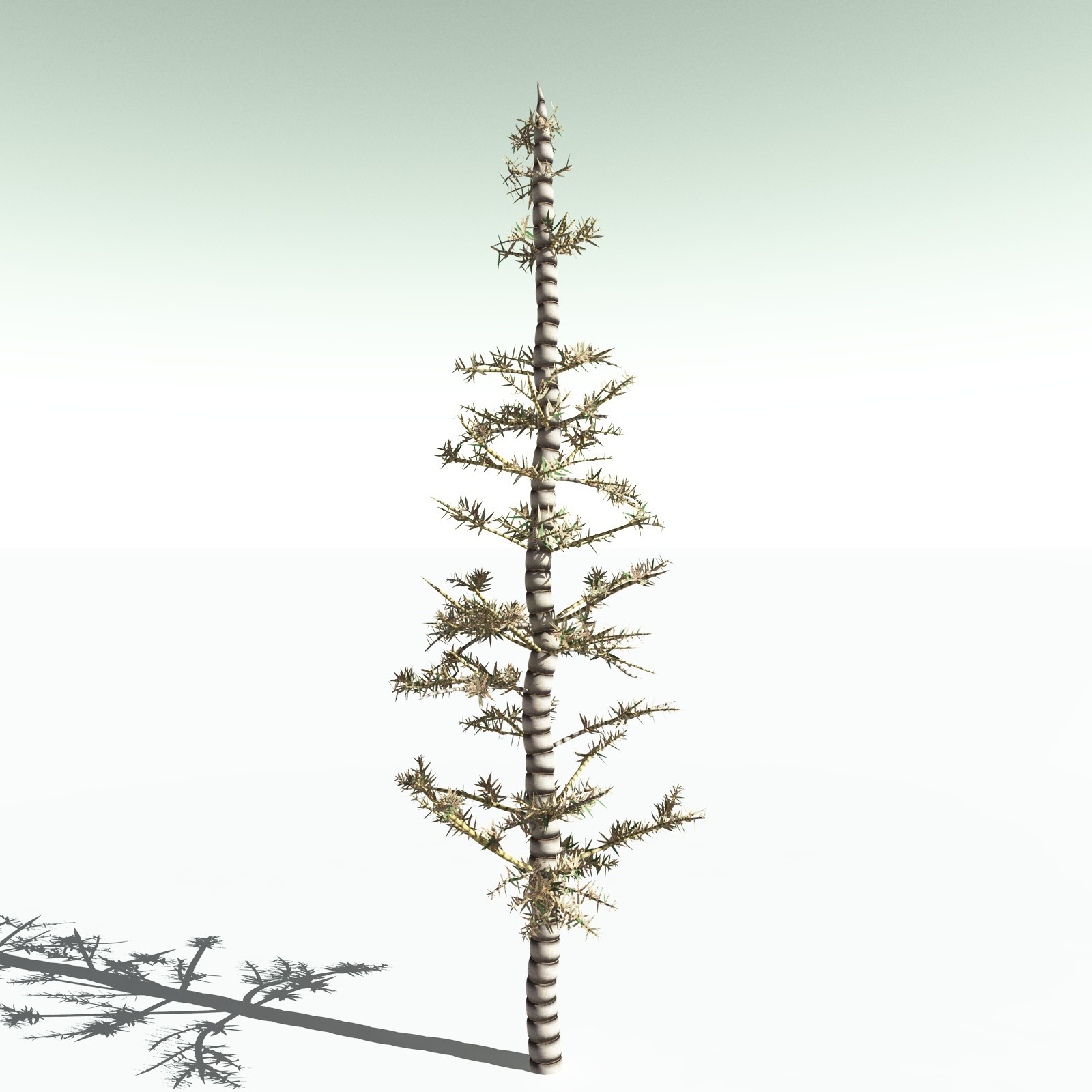 EVERYPlant Arthropitys Bistrata for Poser by N/A