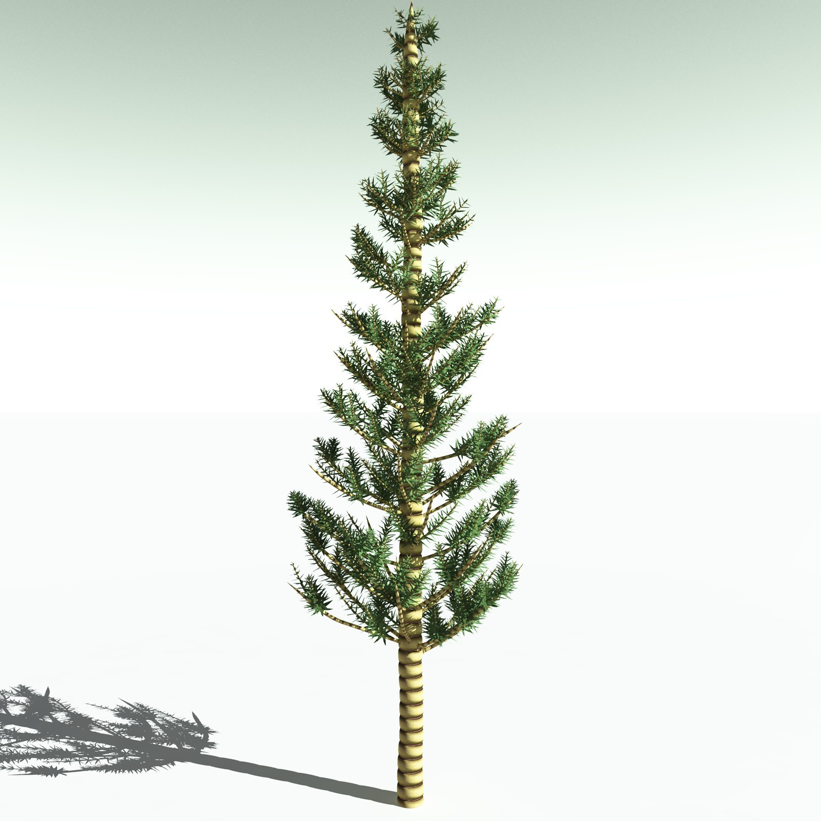 EVERYPlant Arthropitys Bistrata for Poser by N/A