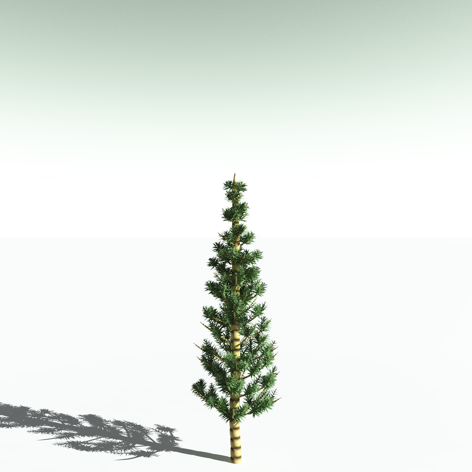 EVERYPlant Arthropitys Bistrata for Poser by N/A