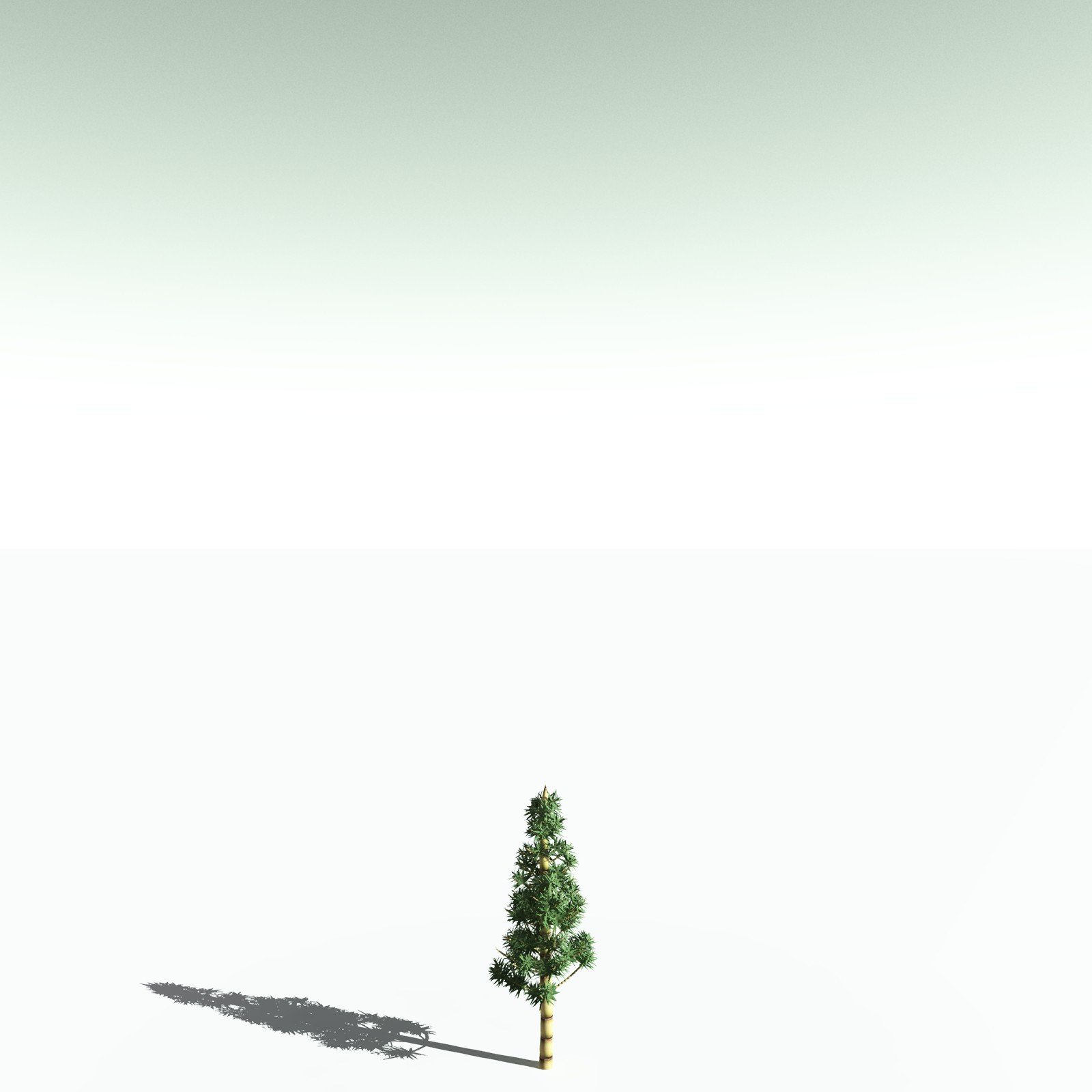 EVERYPlant Arthropitys Bistrata for Poser by N/A