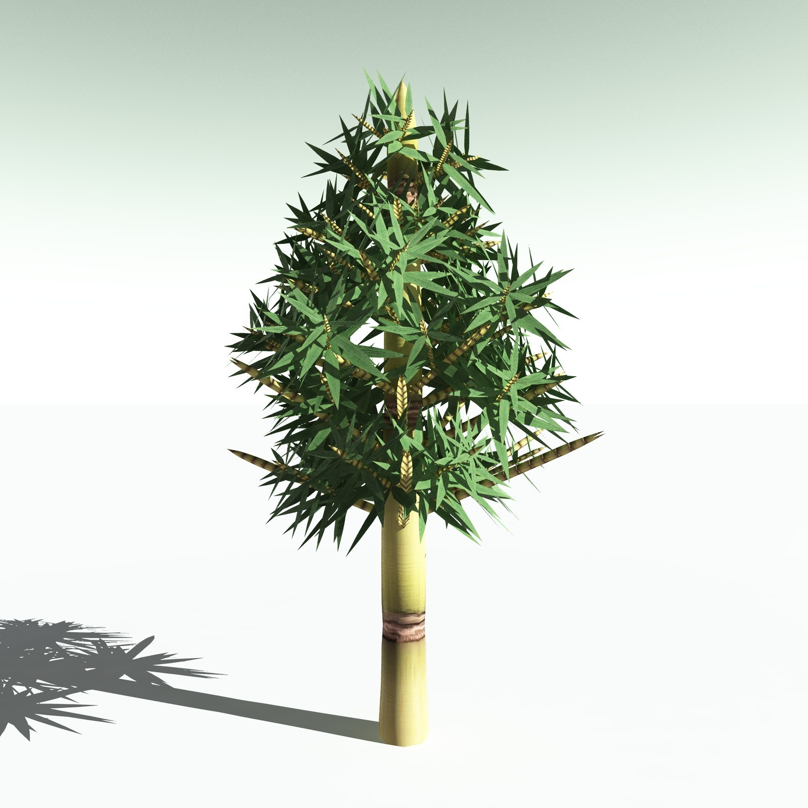 EVERYPlant Arthropitys Bistrata for Poser by N/A