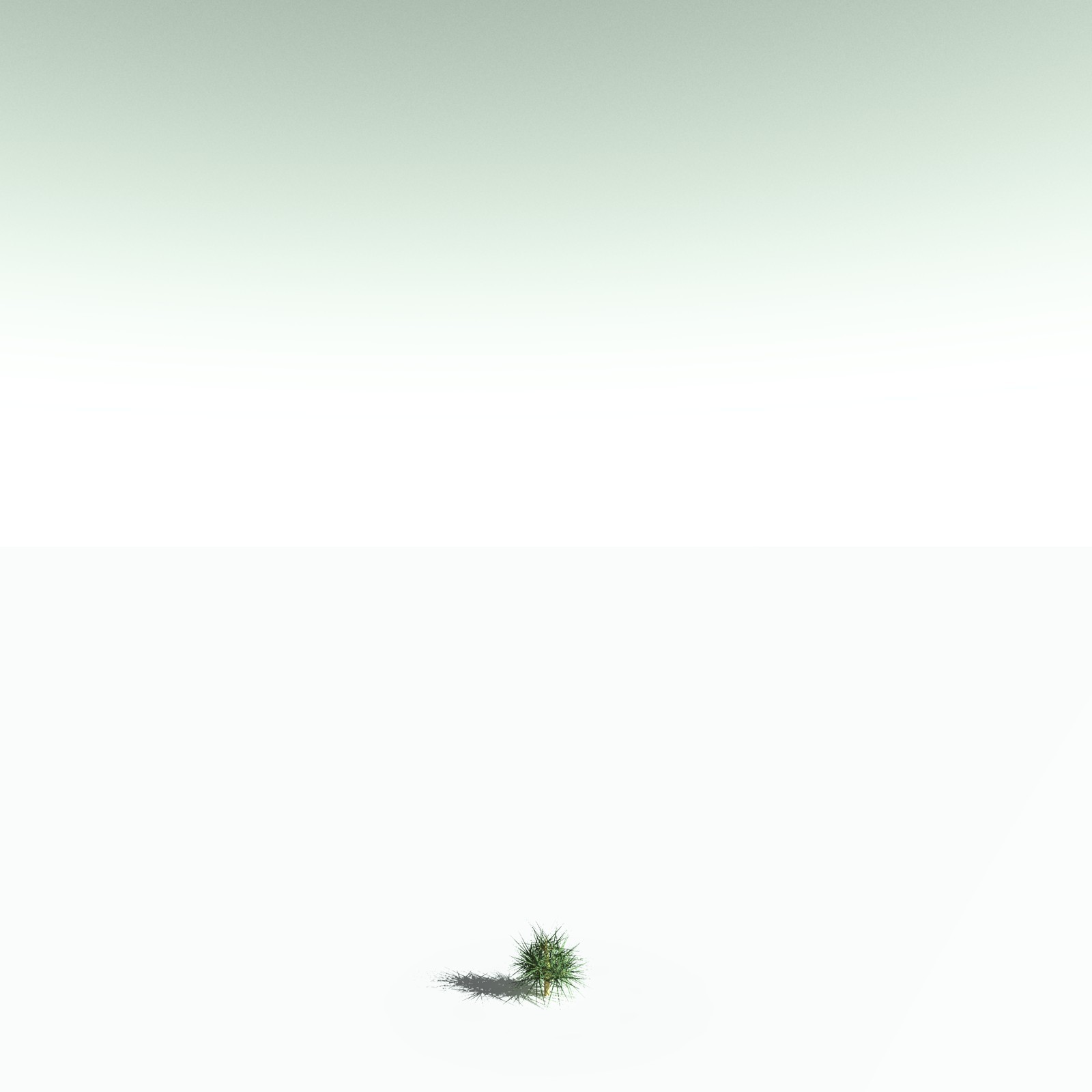 EVERYPlant Arthropitys Bistrata for Poser by N/A