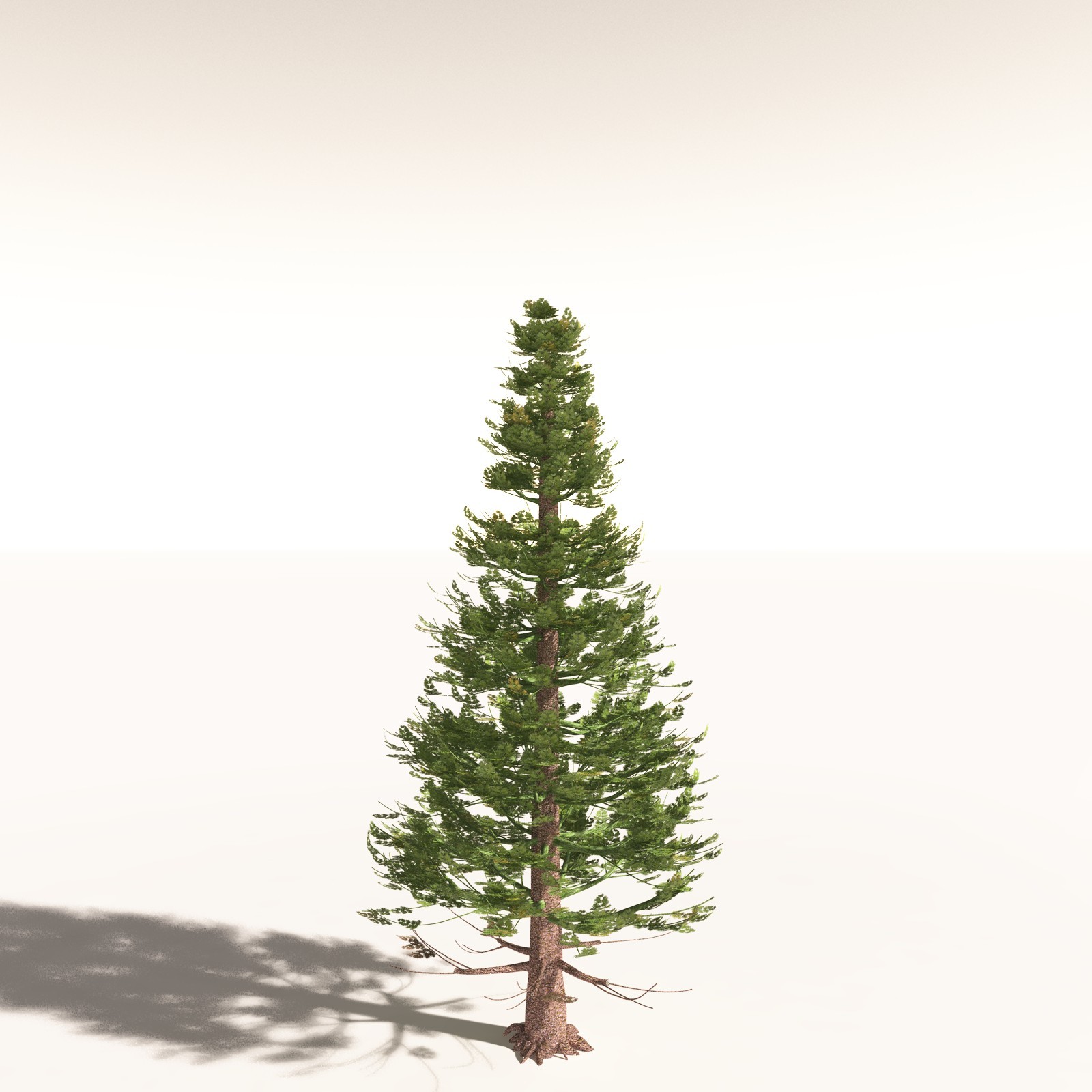 EVERYPlant Permian Biome for Daz by N/A