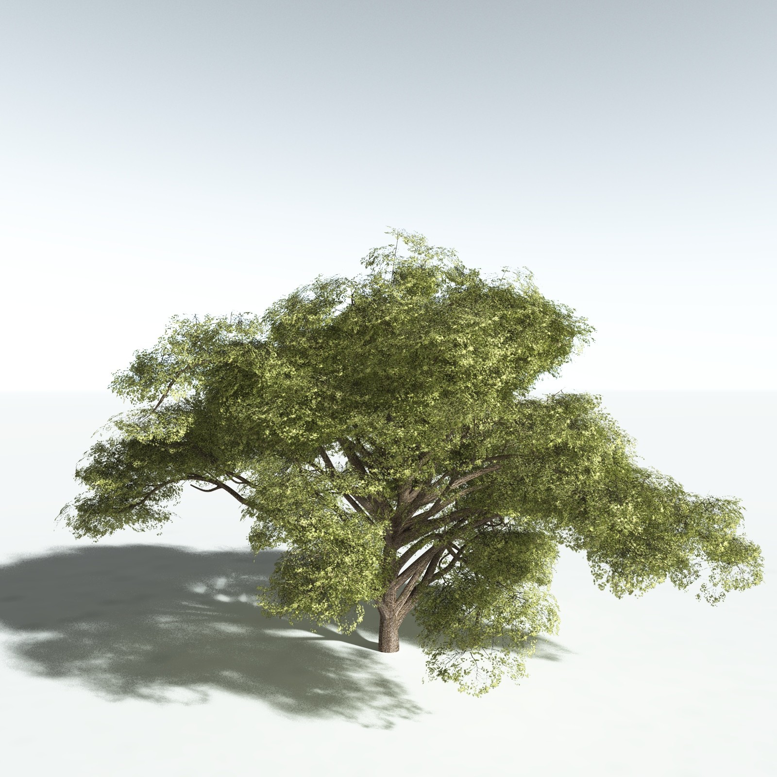 EVERYPlant Japanese Maple for Vue by N/A