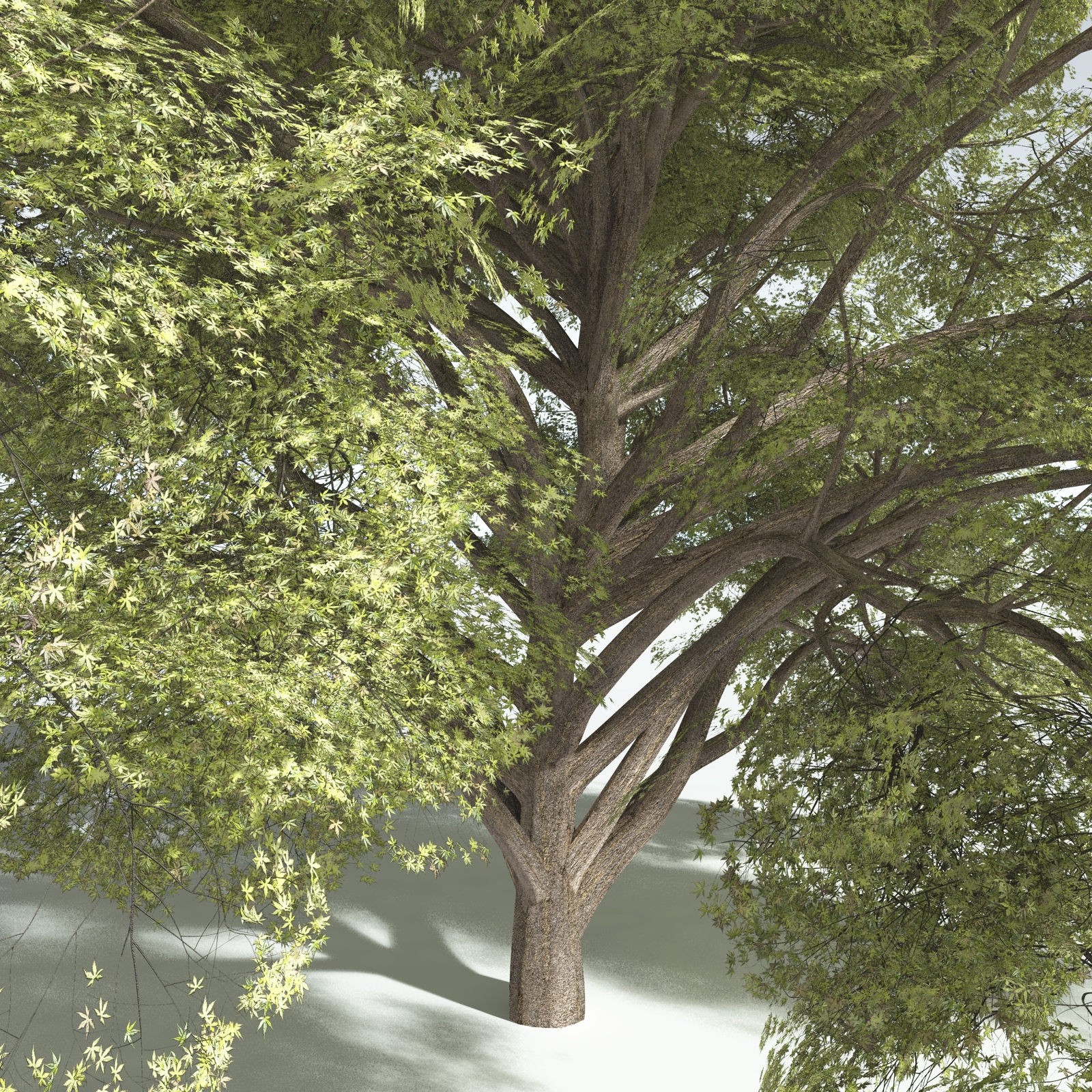 EVERYPlant Japanese Maple for Vue by N/A