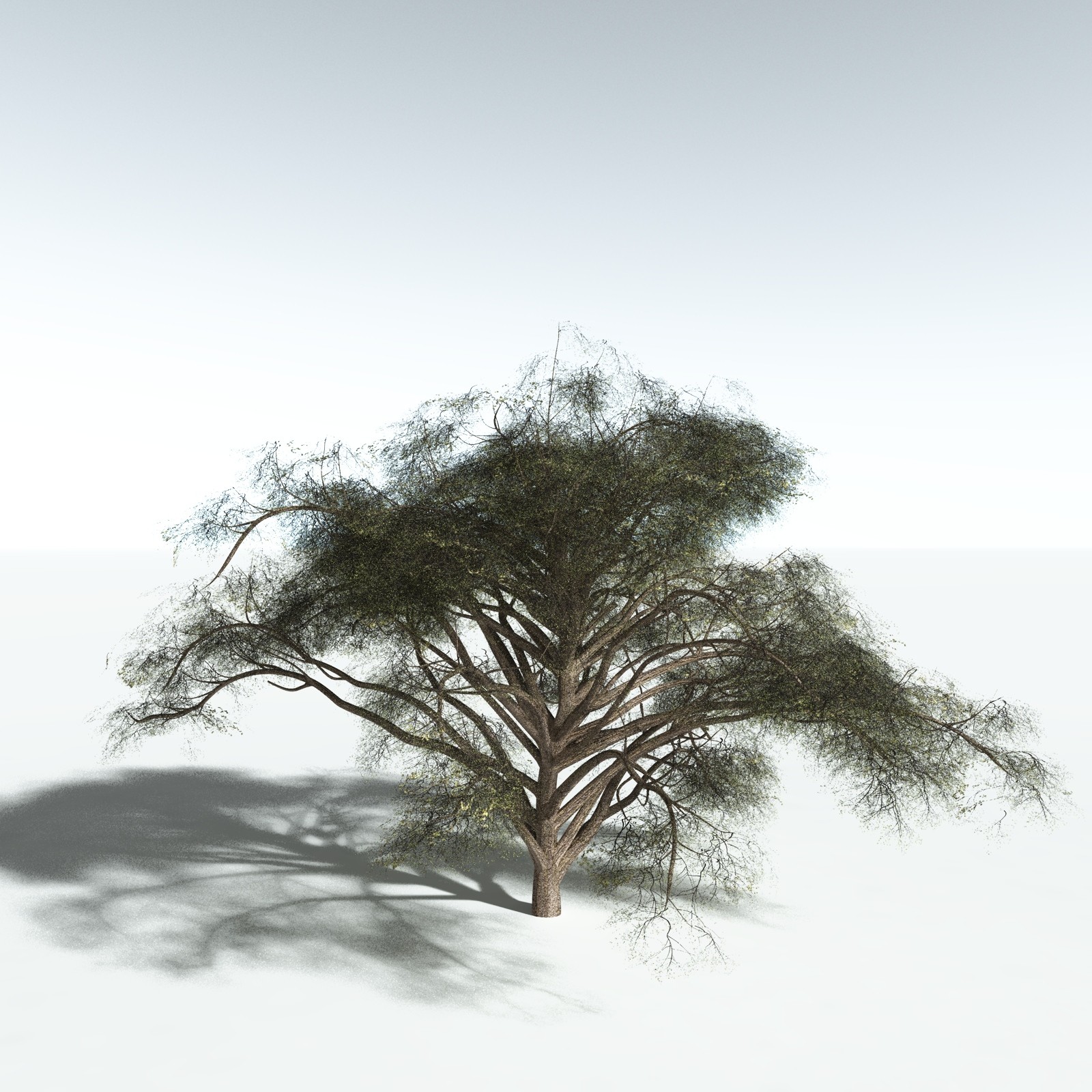 EVERYPlant Japanese Maple for Vue by N/A