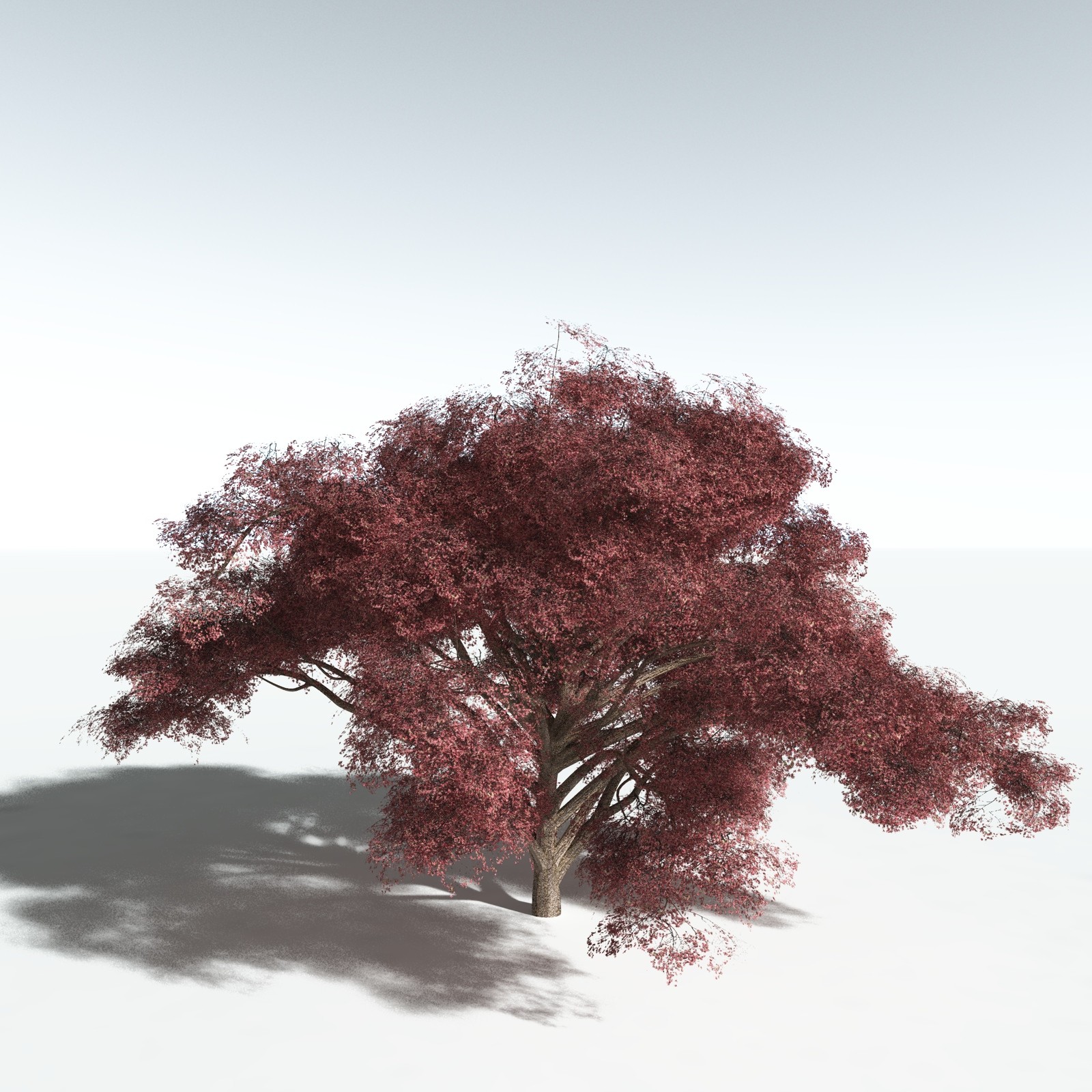 EVERYPlant Japanese Maple for Vue by N/A