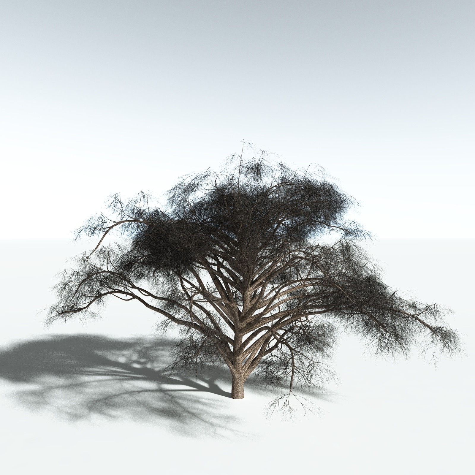 EVERYPlant Japanese Maple for Vue by N/A