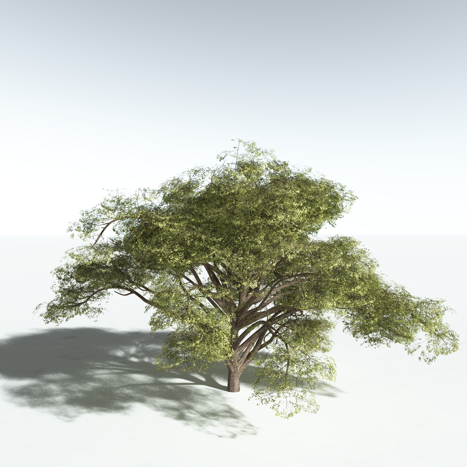 EVERYPlant Japanese Maple for Vue by N/A