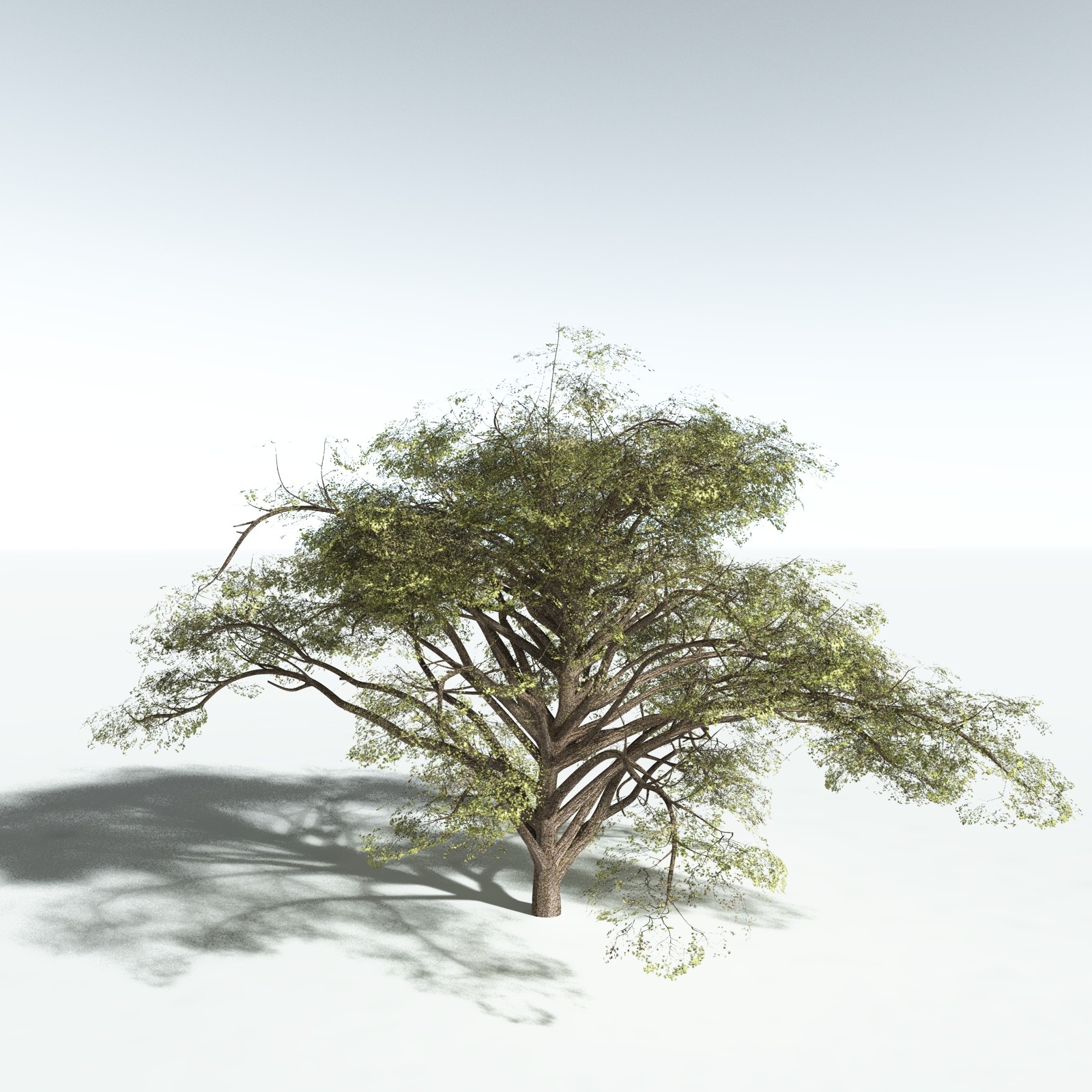 EVERYPlant Japanese Maple for Vue by N/A