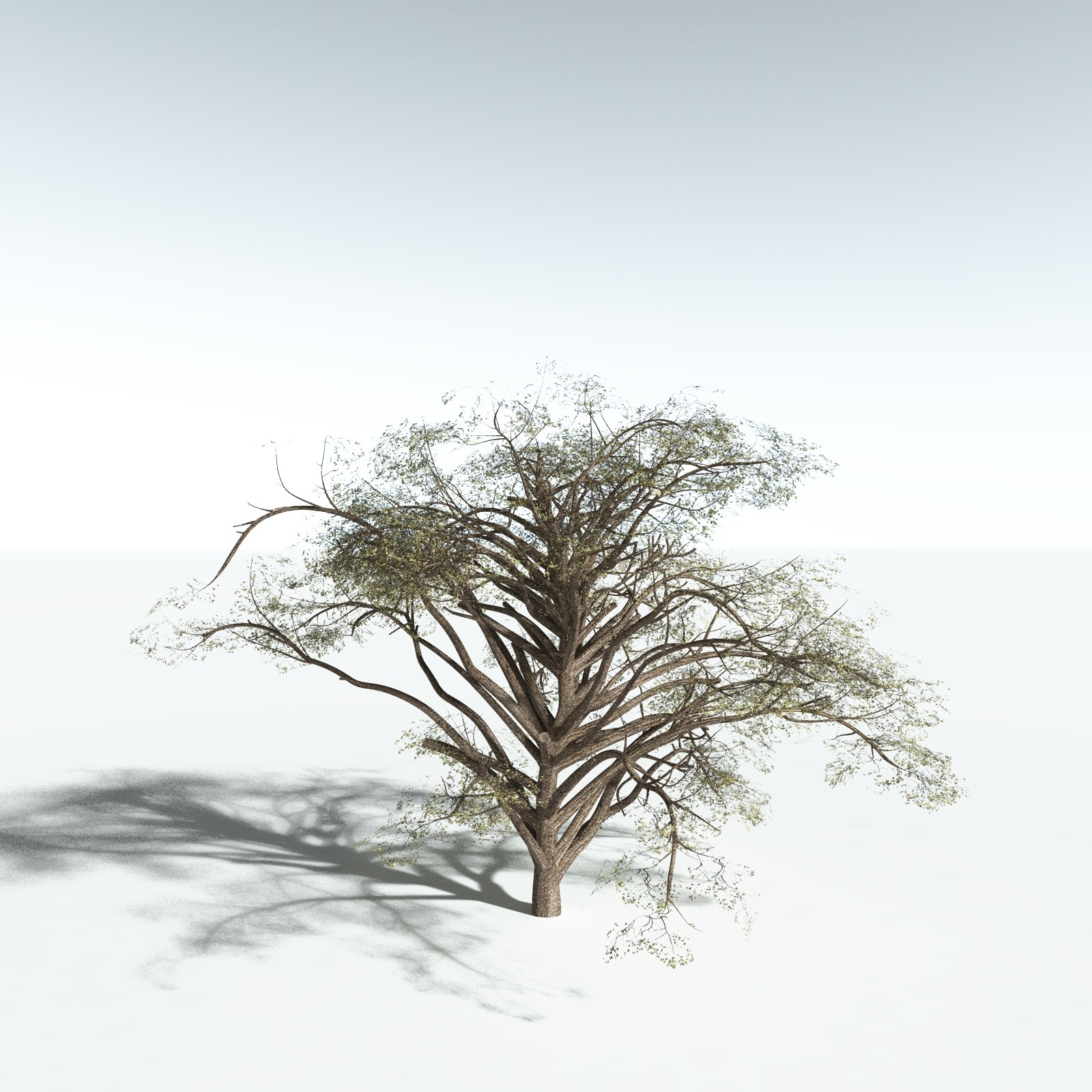EVERYPlant Japanese Maple for Vue by N/A