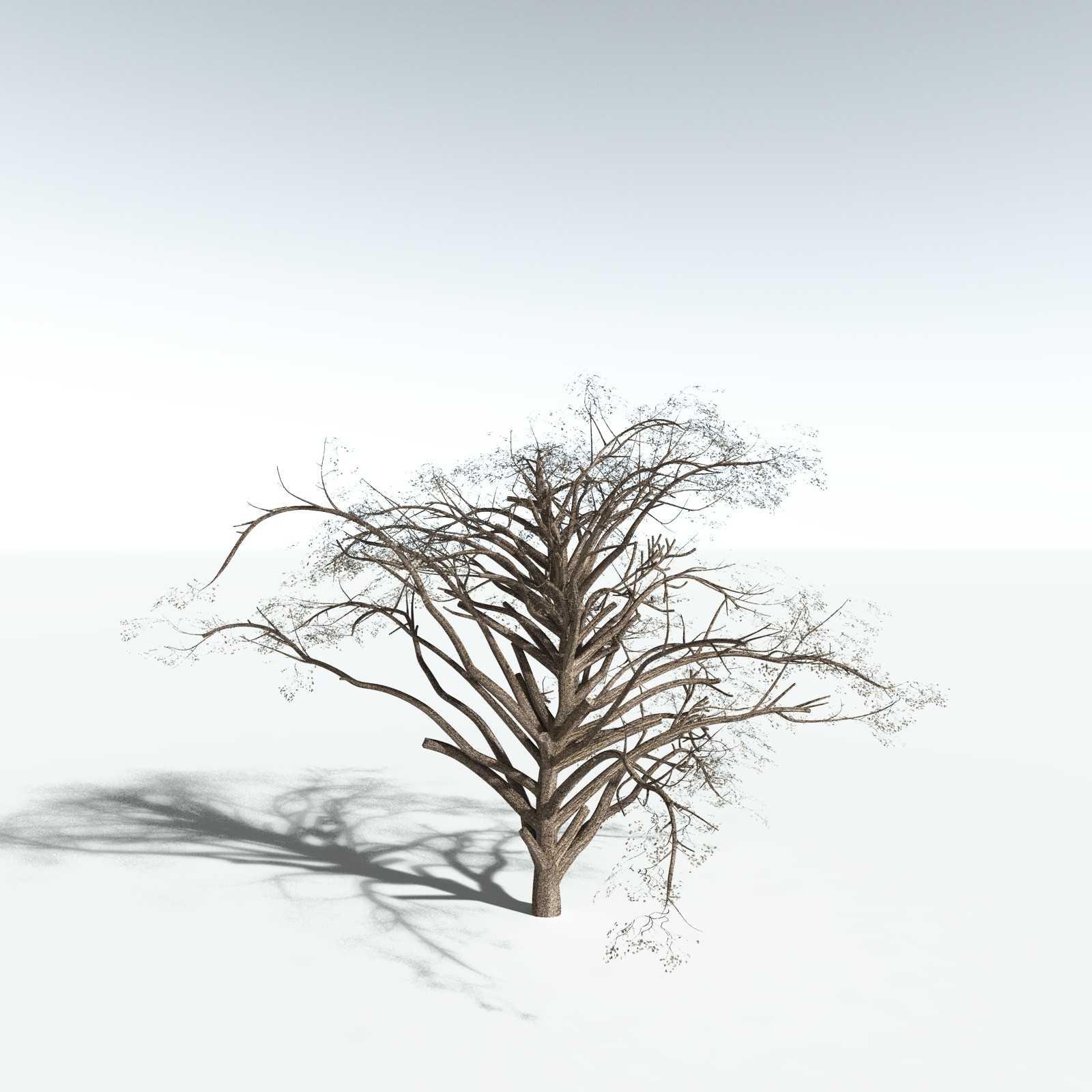 EVERYPlant Japanese Maple for Vue by N/A