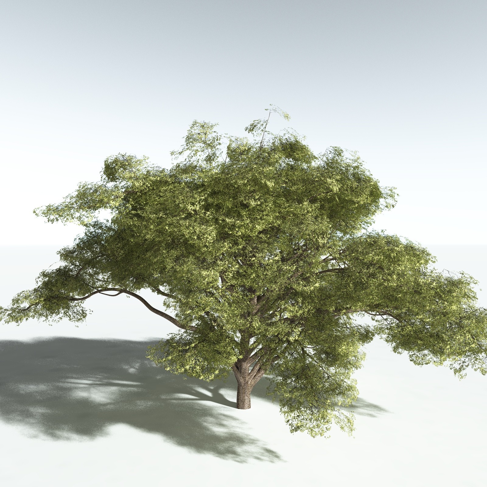 EVERYPlant Japanese Maple for Vue by N/A