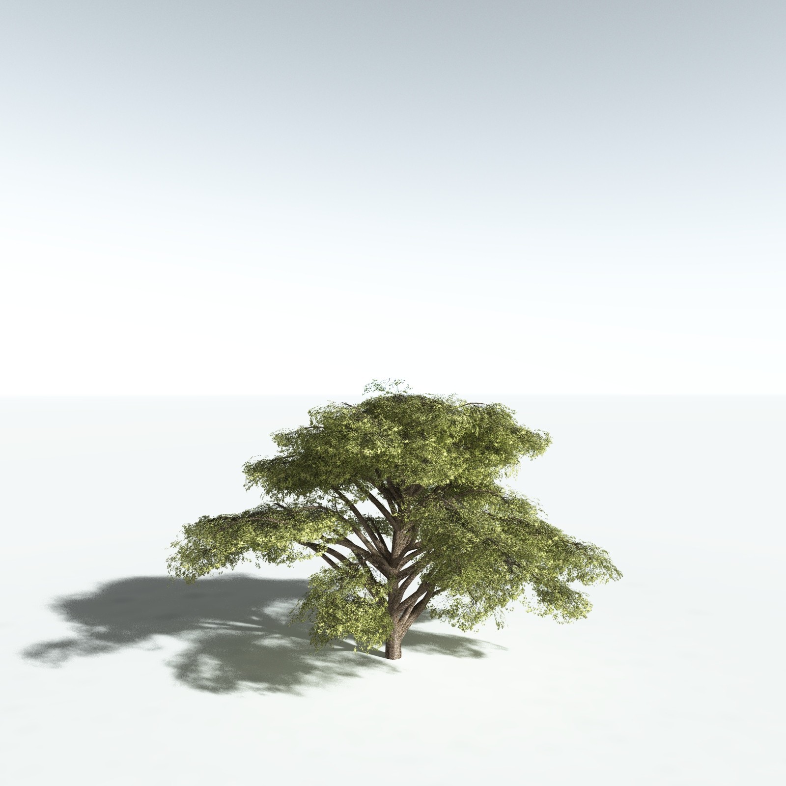EVERYPlant Japanese Maple for Vue by N/A