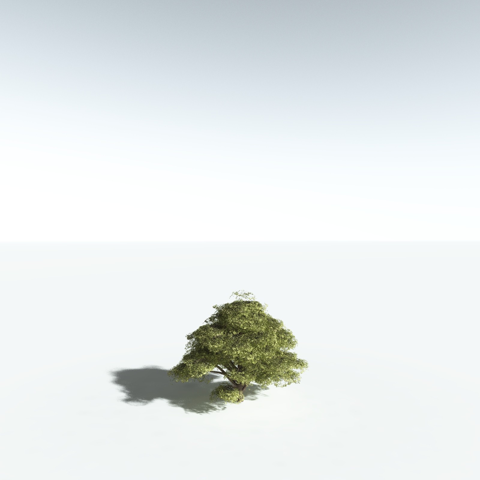 EVERYPlant Japanese Maple for Vue by N/A