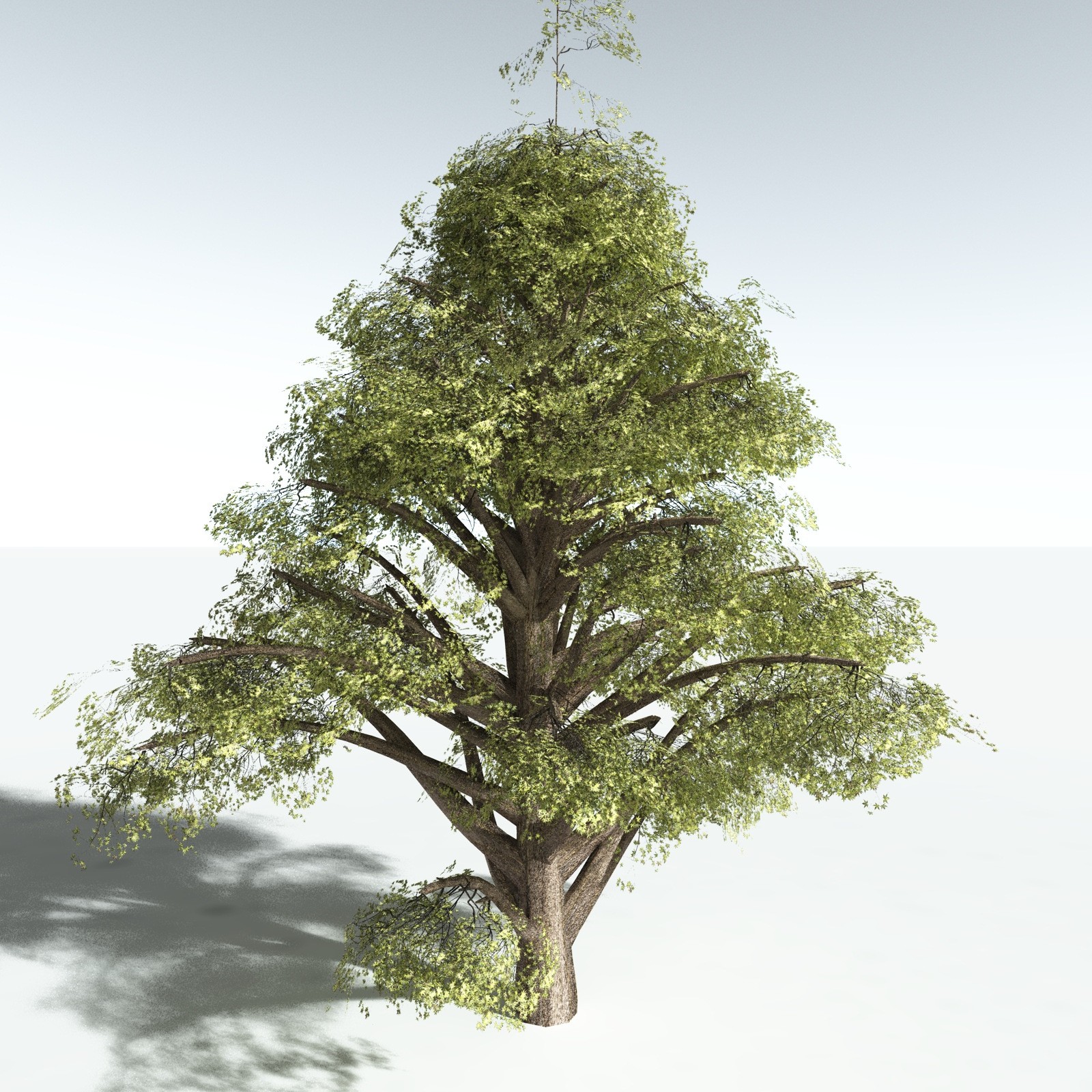 EVERYPlant Japanese Maple for Vue by N/A
