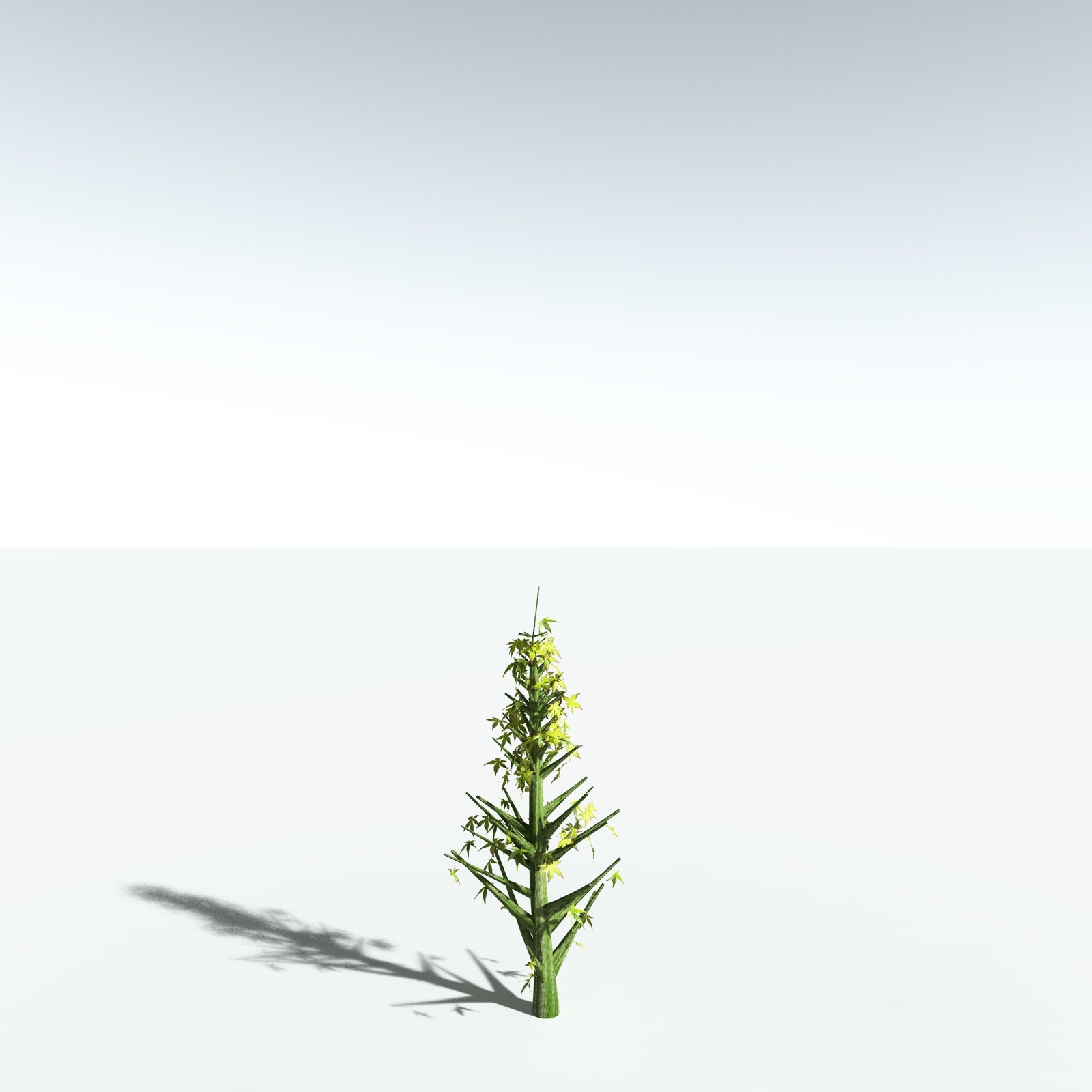 EVERYPlant Japanese Maple for Vue by N/A