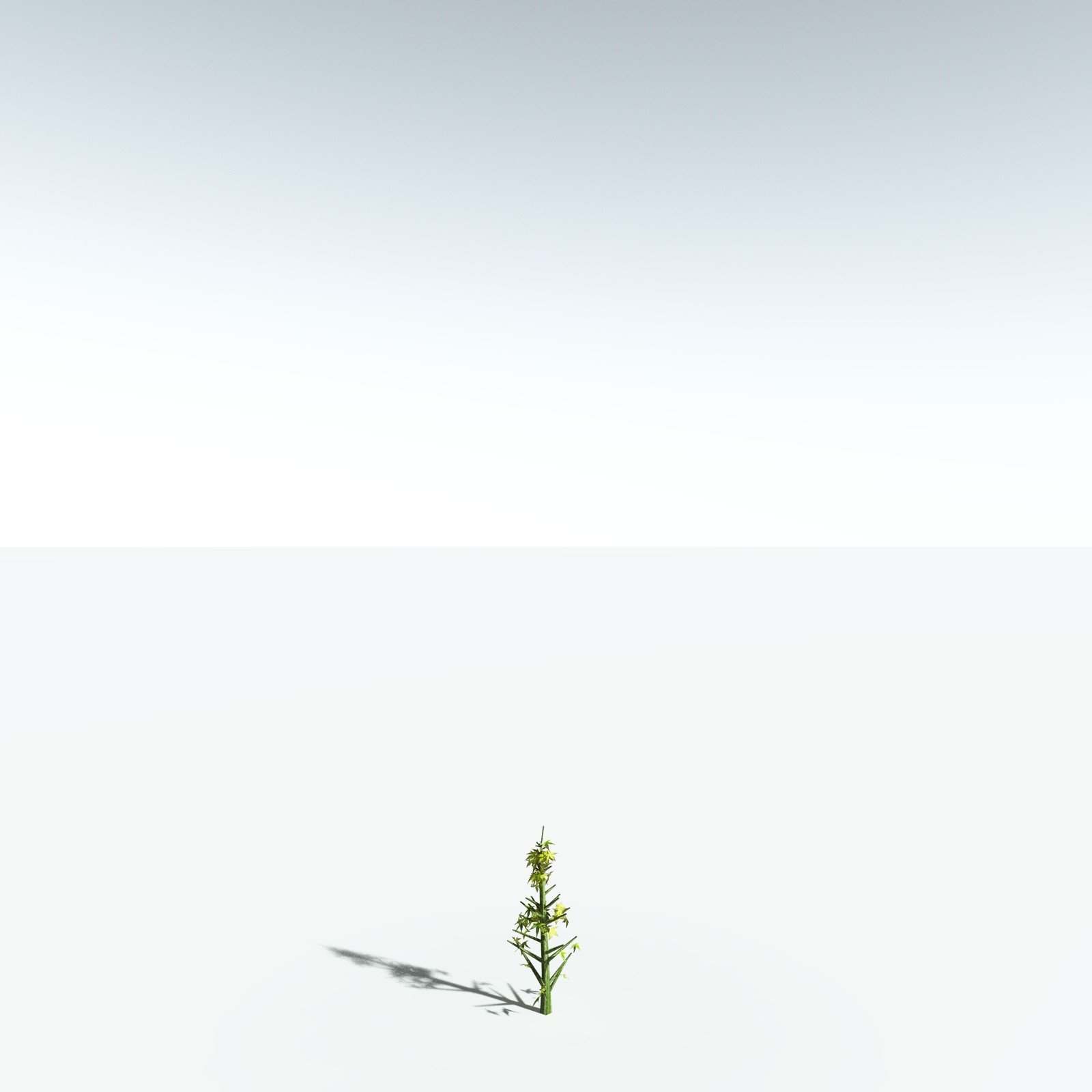 EVERYPlant Japanese Maple for Vue by N/A