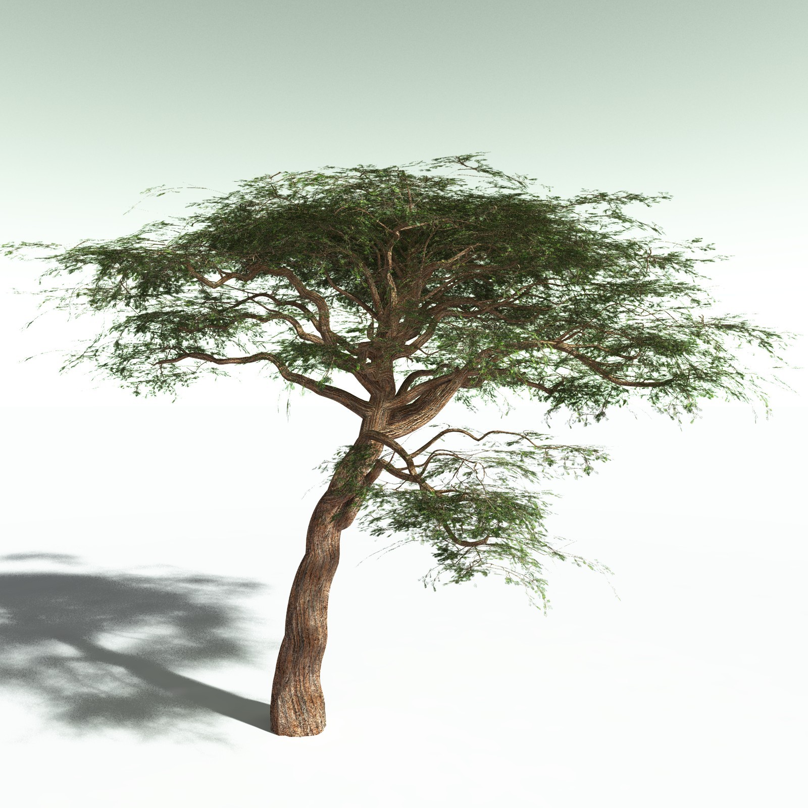 EVERYPlant Umbrella Thorn Acacia for Poser by N/A