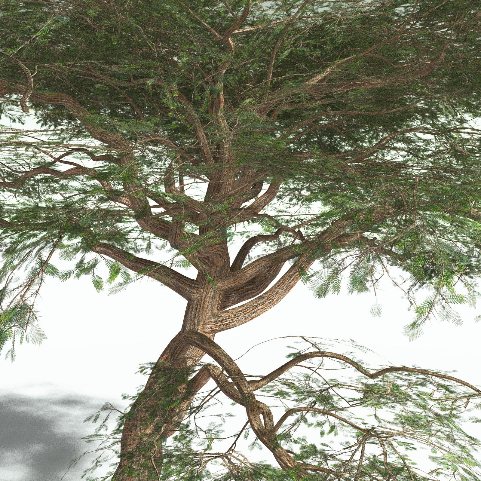EVERYPlant Umbrella Thorn Acacia for Poser by N/A