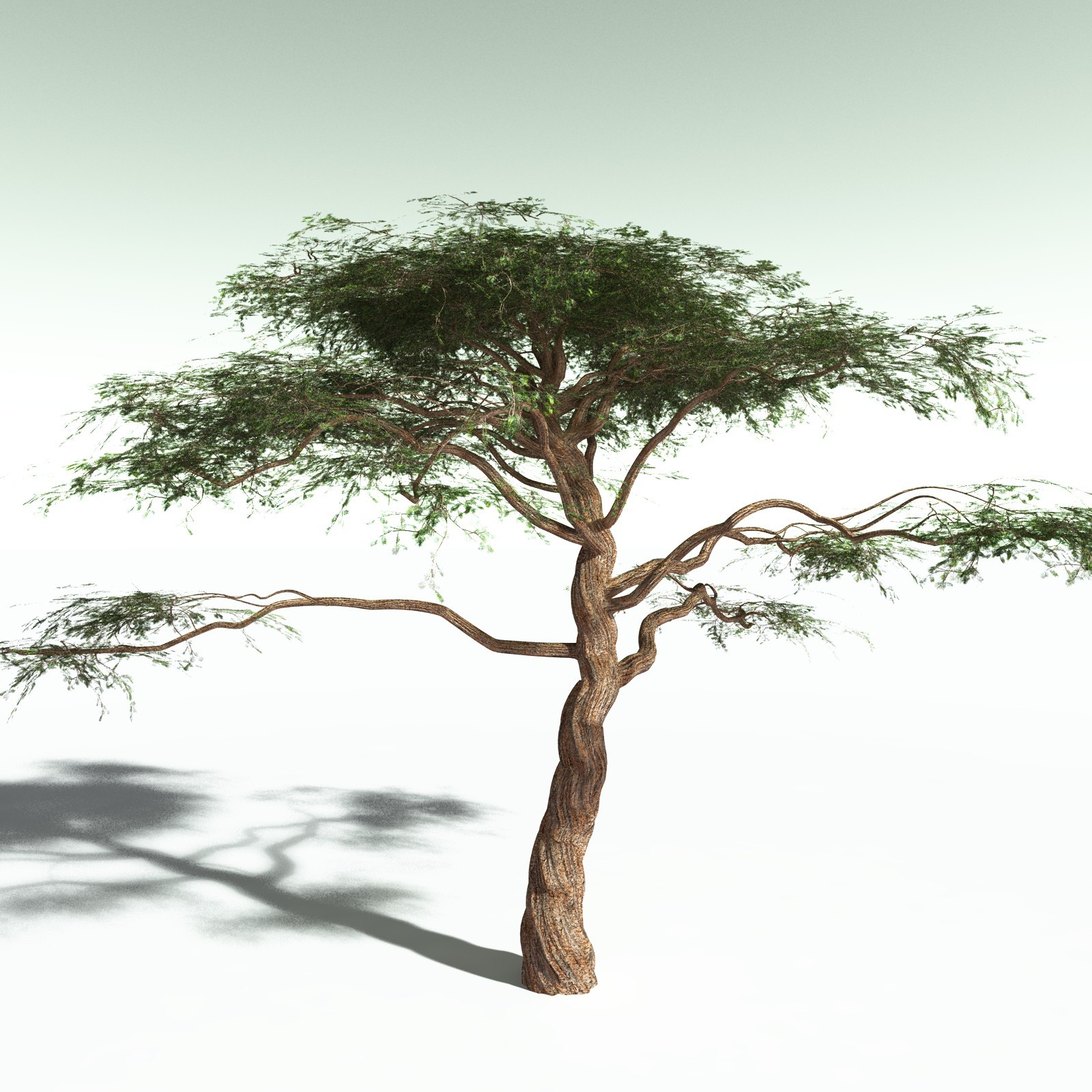 EVERYPlant Umbrella Thorn Acacia for Poser by N/A