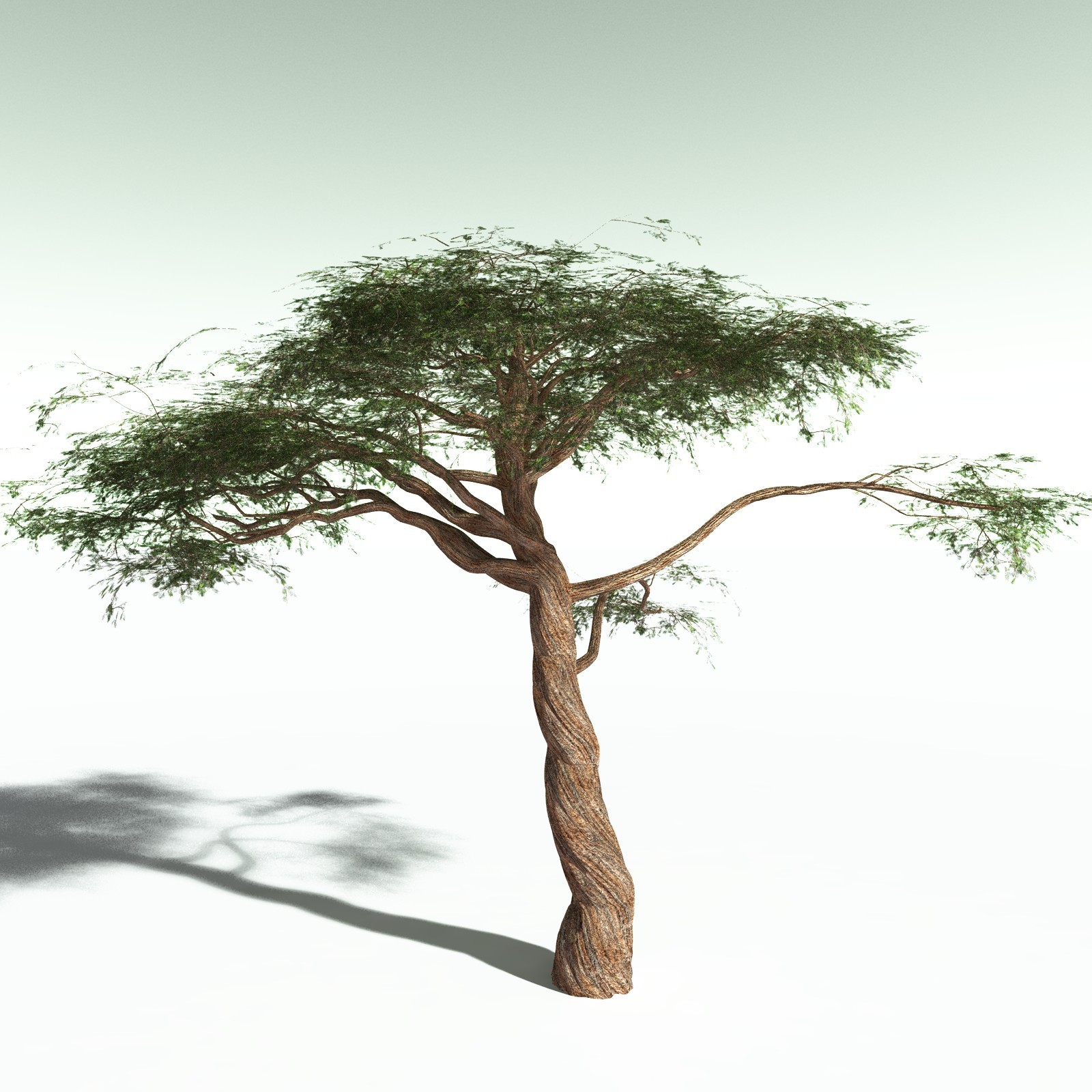 EVERYPlant Umbrella Thorn Acacia for Poser by N/A