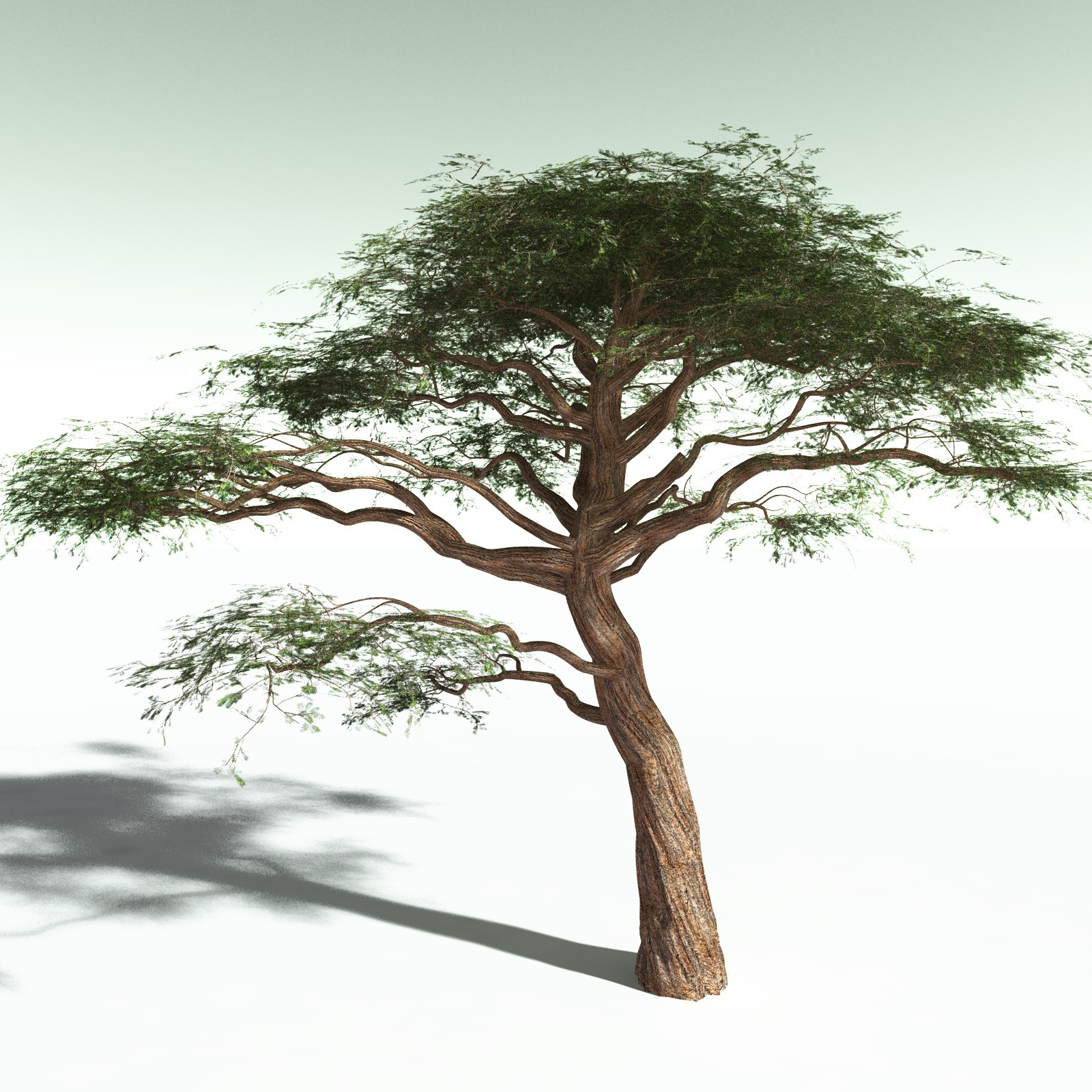 EVERYPlant Umbrella Thorn Acacia for Poser by N/A