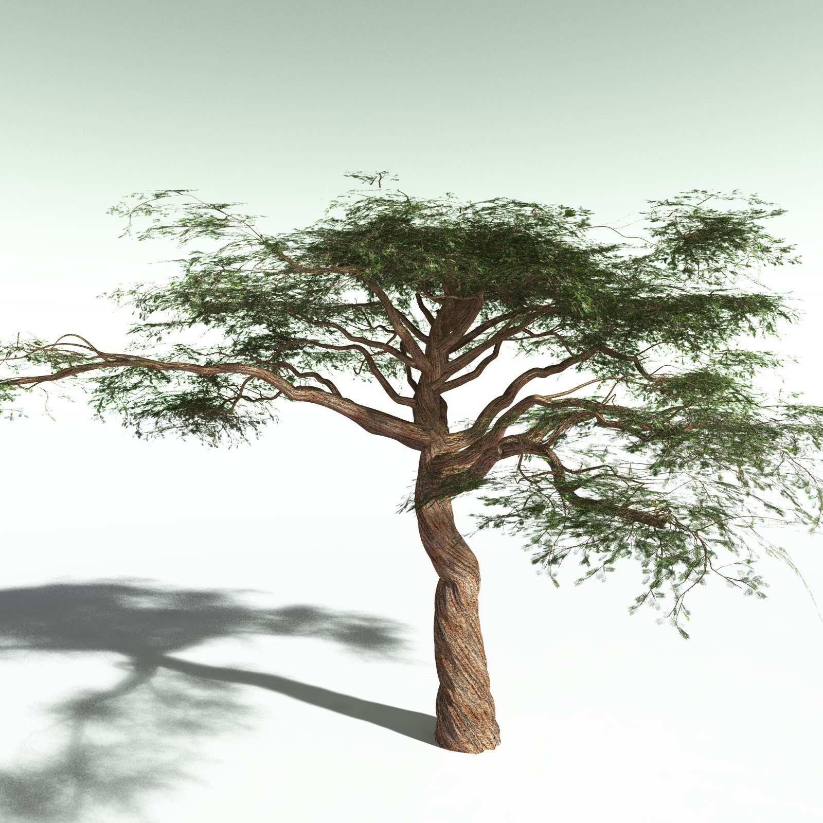 EVERYPlant Umbrella Thorn Acacia for Poser by N/A