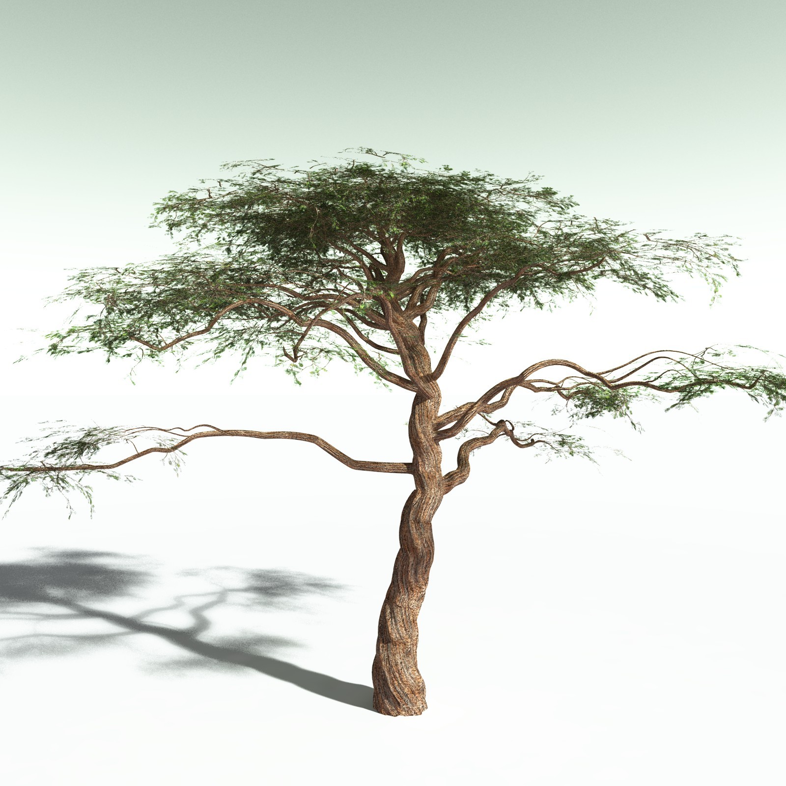EVERYPlant Umbrella Thorn Acacia for Poser by N/A