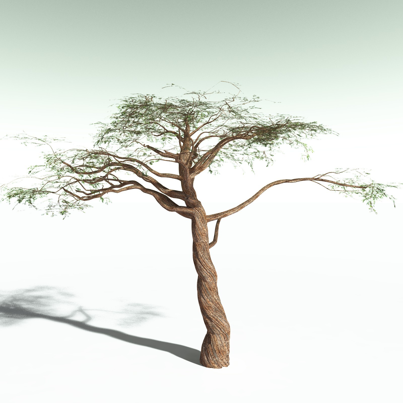 EVERYPlant Umbrella Thorn Acacia for Poser by N/A